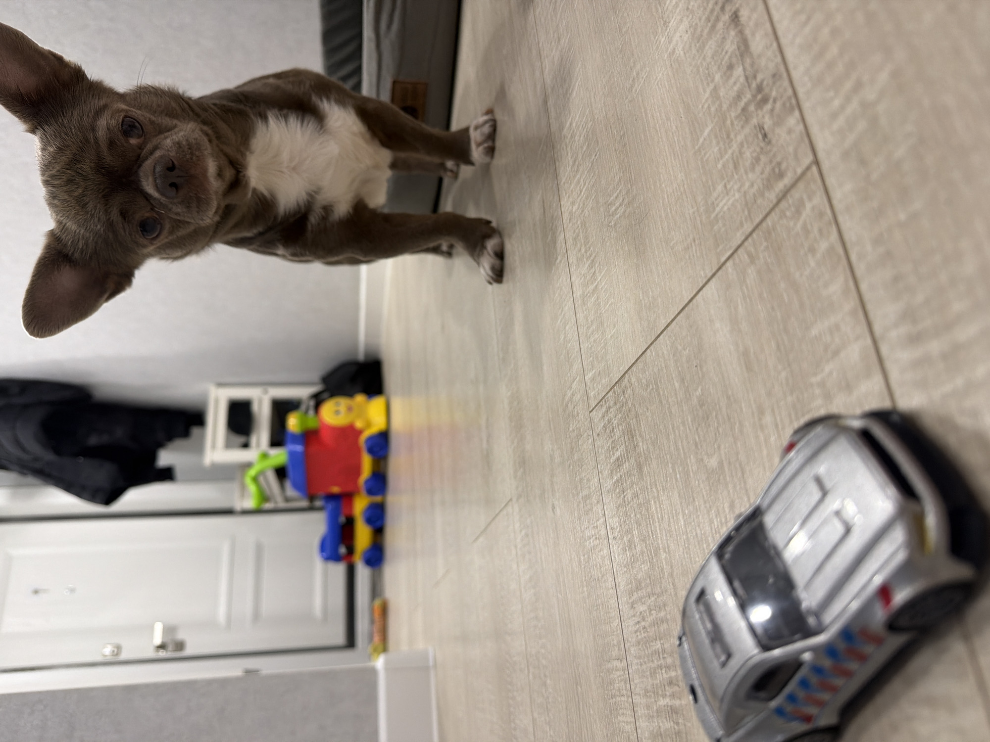A domestic scene captured indoors features a brown and white short-haired dog standing on a wood-patterned floor. A toy train and a silver toy car are visible on the floor. A closed white door with a silver handle is visible in the background, along with a white shelving unit. Part of a black jacket is hanging near the door. The location is inside a house, but there is no information about Votkinsk, Russia.