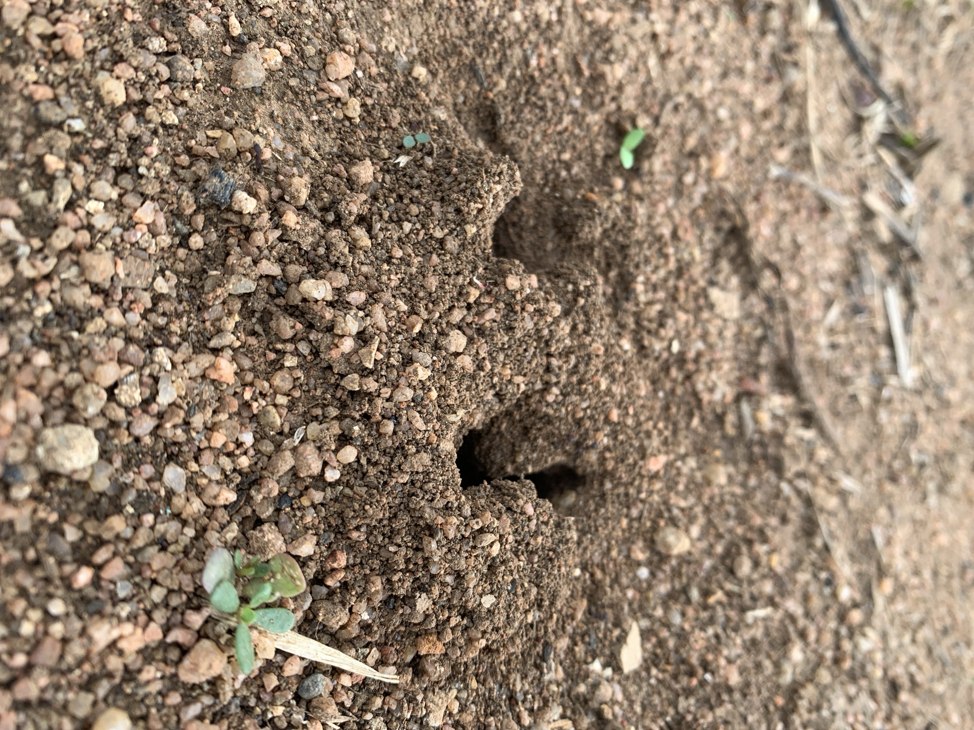The image shows a close-up view of an ant nest entrance in the soil. The ground is composed of a mix of dark soil and small pebbles of various colors, including brown, tan, and white. There are a few small green sprouts growing in the soil around the nest. The nest itself is a mound of soil with two distinct openings. The lighting suggests it is daytime, and the environment appears to be an outdoor, natural setting, possibly a park or undeveloped area within the city of Kuru Karama, Nigeria. There are no people or specific actions depicted.