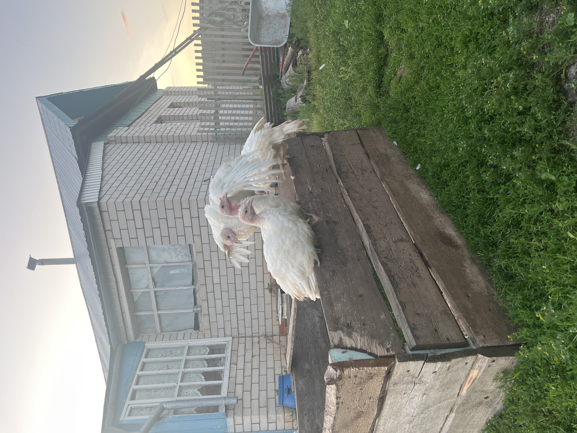 Three white turkeys are gathered on a wooden structure next to a brick building with a blue trim and white-framed windows. The building has a green roof and what appears to be a satellite dish on the side. A wooden fence and a wheelbarrow are visible in the background, with lush green grass surrounding the area. The scene is set in an outdoor, rural environment, possibly a farm or backyard, in Бизяки, Russia. The sky is bright, suggesting it is daytime, likely late afternoon or early evening, with a warm glow from the setting sun or a bright, overcast sky. The turkeys appear calm and are the central focus of the image.