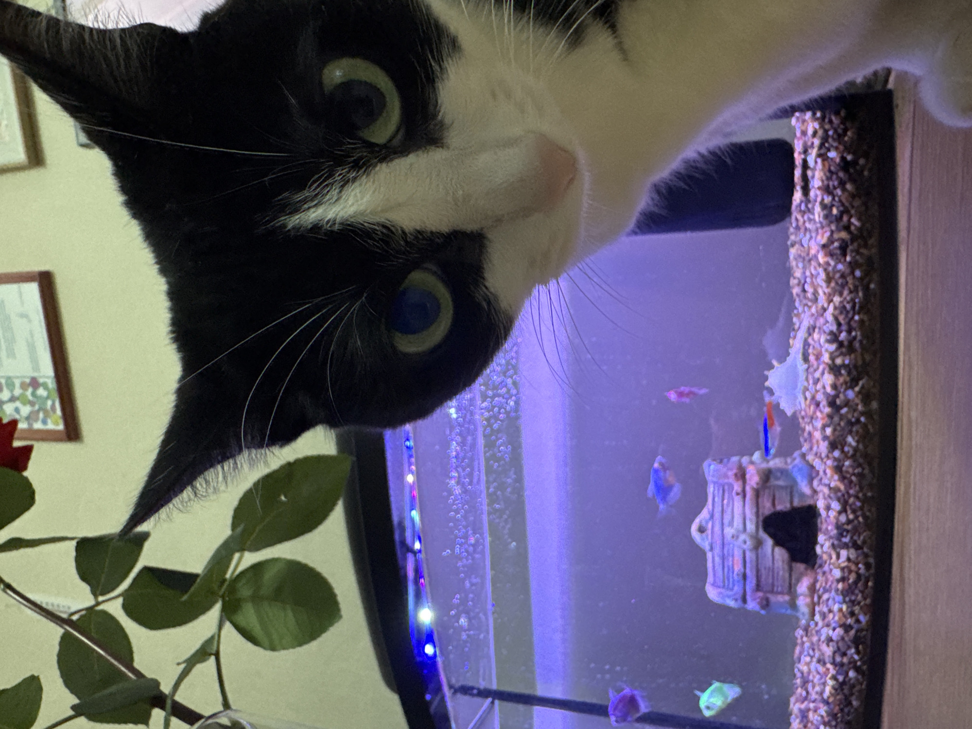 The scene is an interior view located in Chaikovsky, Russia. A domestic short-haired cat with a black head and white muzzle, chest, and front right paw, occupies the right and central foreground, looking directly forward. Its left eye (viewer's right) exhibits a blue reflection, and its right eye (viewer's left) shows a green reflection. White whiskers extend prominently from its muzzle.
To the left and slightly behind the cat, a rectangular aquarium is visible, illuminated by a purple-blue ambient light originating from LED strips along its top edge. Numerous small bubbles are present at the water's surface. The aquarium contains multiple small fish: one purple, one lime green, one blue, one pink, and one red and blue striped fish. The tank's substrate is composed of multi-colored small gravel. Decorations include a central, light-colored treasure chest with a dark opening, and a white, shell-like object to the right.
In the upper left background, an out-of-focus plant stem with green leaves and a partial red flower, consistent with a rose, is visible. The upper right background displays a light-colored wall with two framed objects. The immediate foreground below the cat and aquarium is a light brown wooden surface.