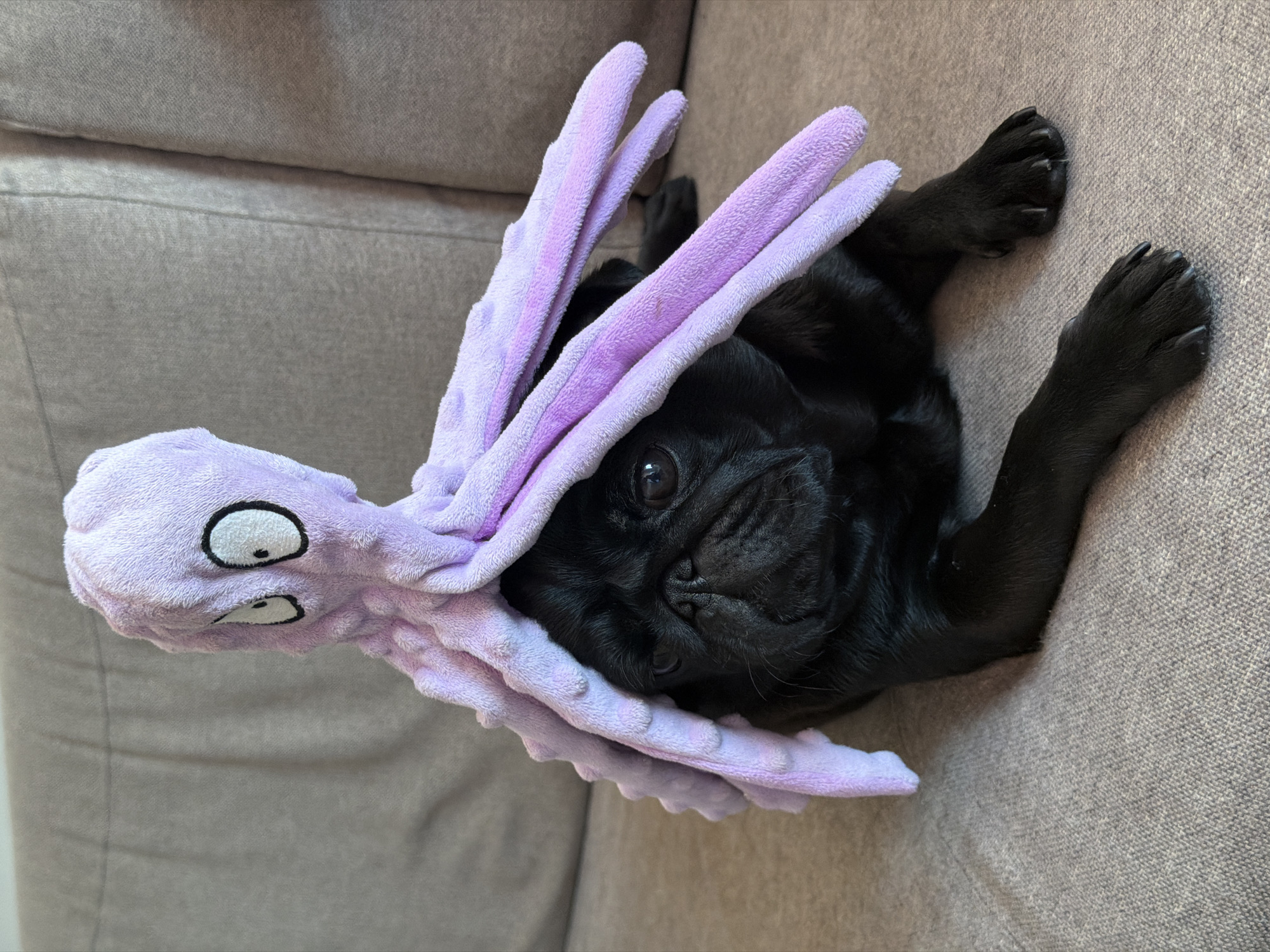 A black pug is lying on a grey couch with a purple plush octopus toy draped over its head and body. The octopus has large white eyes with black pupils and several tentacles spread across the dog's back and sides. The pug is looking directly at the camera with its eyes open and its snout wrinkled. The background consists of the textured grey fabric of the couch and the edge of a cushion behind the dog. The lighting is natural and appears to be coming from the right side of the frame. The image is cropped to show the pug and the octopus from the chest up.
