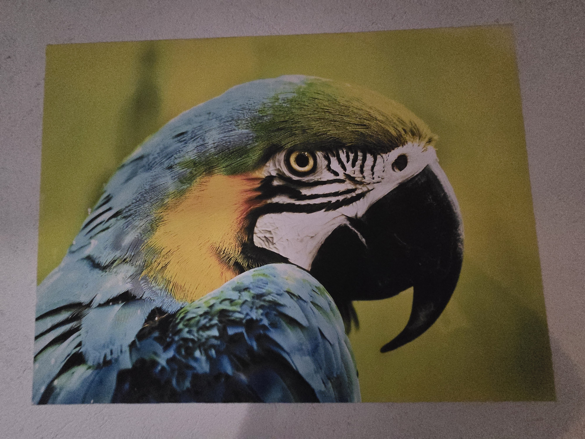 A close-up image of a print or poster showing a blue-and-yellow macaw. The bird is facing towards the right, and the details of its plumage, eye, and beak are prominent. The background is a muted green. The image appears to be a photograph of a printed piece, with slightly uneven lighting and texture indicating it's not a direct digital image of the bird. The setting is a wall. The location is Unknown, Unknown.