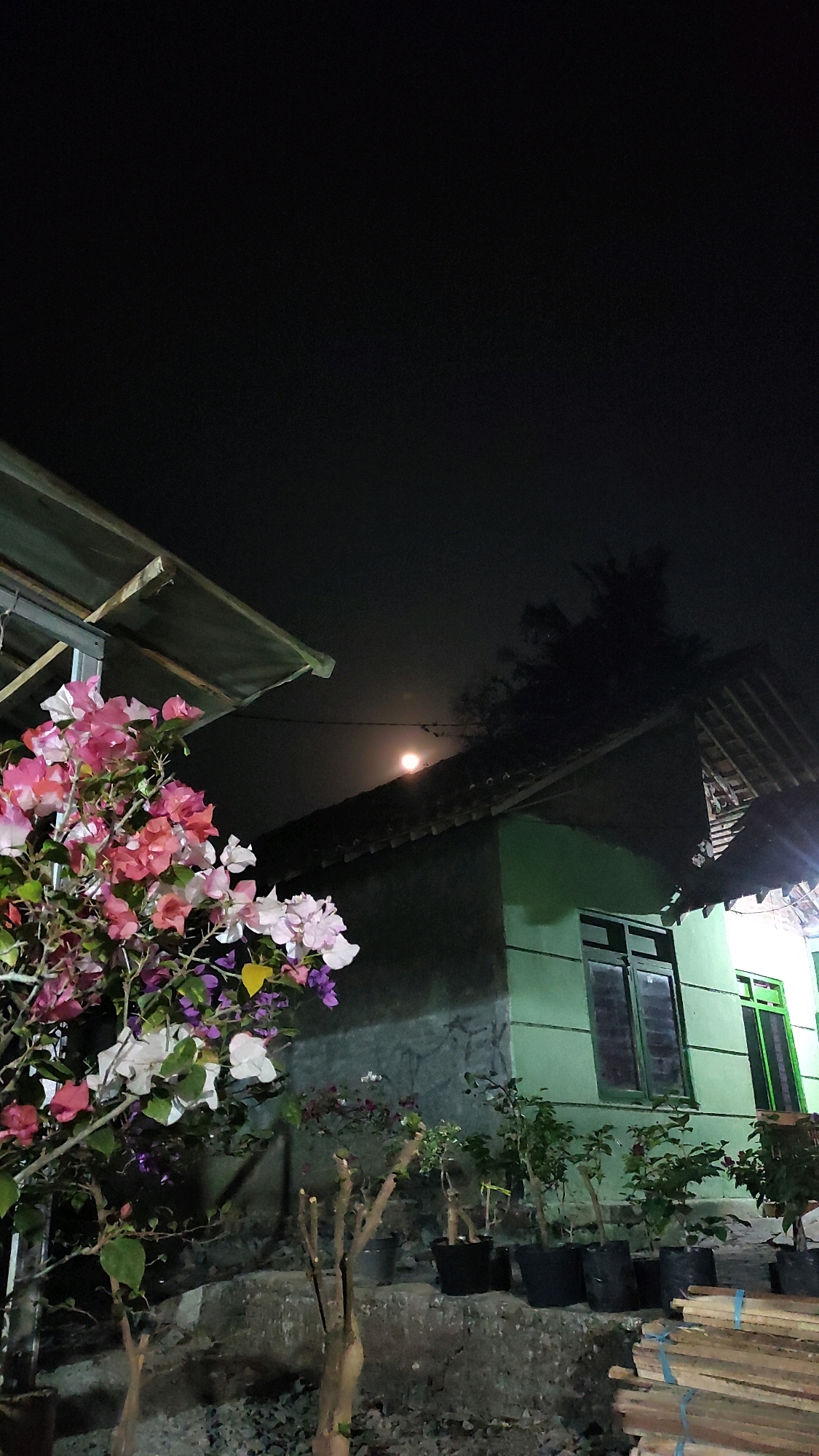 The image captures a night scene in Tanjungan, Indonesia, focusing on a vibrant bougainvillea bush in the foreground, its pink, white, and purple flowers illuminated against a dark sky. Behind the flowers, a two-story house with green walls and dark windows is visible. The roofline of the house, with its tiled surface, is prominent, and a smaller, shed-like structure with a wooden roof is situated to the left. The moon is partially obscured by clouds or trees, casting a faint glow in the night sky above the house. In front of the house, several potted plants are arranged, and a stack of wooden planks lies on the ground to the right, suggesting ongoing construction or storage. The overall atmosphere is tranquil, with the artificial light from within the house or from streetlights subtly illuminating the scene.