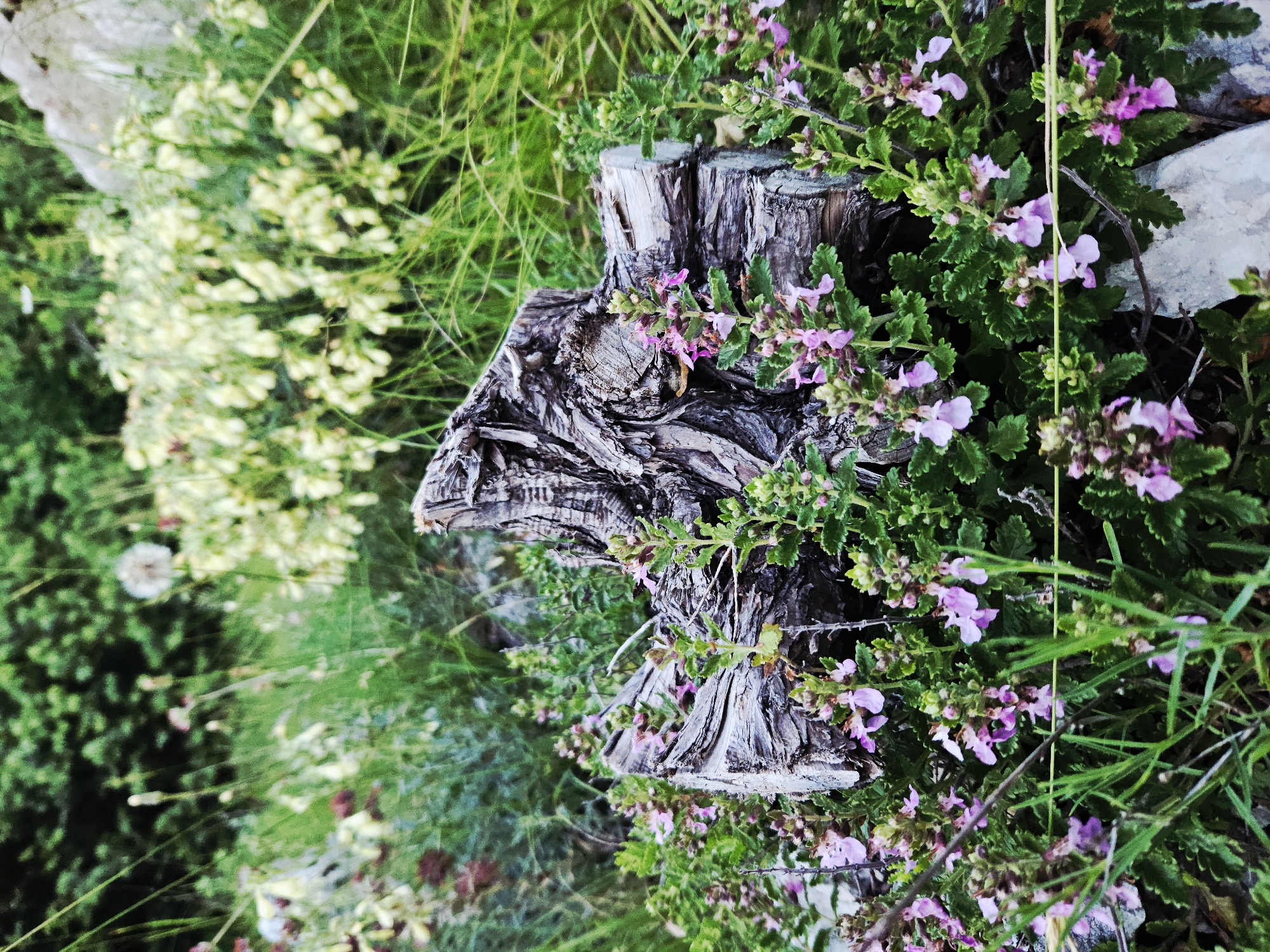 A weathered, roughly textured log or branch section, horizontally oriented, serves as the central subject in the lower-midground. Its bark is deep brown-grey with pronounced grooves and splits. Immediately surrounding and partially obscuring the wood are numerous low-growing plants featuring small, oval, corrugated green leaves and clusters of delicate, light purple, bilabiate flowers. These flowering plants are densely distributed. Behind and interspersed with these plants are strands of vibrant green grass and other unidentifiable green foliage, some blades appearing sharply defined. In the blurred background to the upper-right, a large cluster of light yellow, bell-shaped flowers or buds is visible amidst green stems and leaves. To the upper-left, a mass of dark green, out-of-focus foliage, possibly coniferous trees, dominates the background. A single white, spherical dandelion seed head is present in the upper-right. A grey rock is partially visible in the lower-right corner. The scene depicts a natural outdoor environment, not an urban setting. No people or human artifacts are present.
