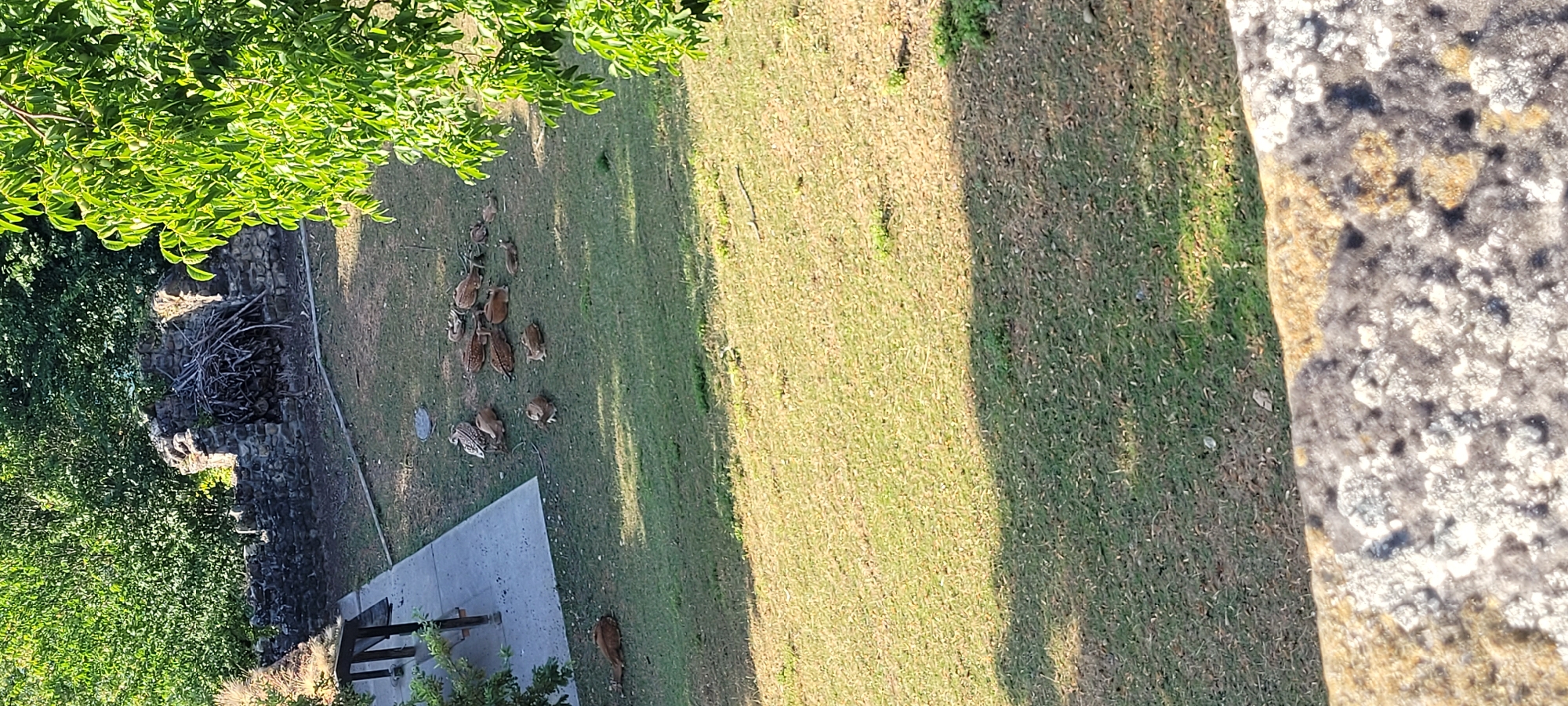 An outdoor scene depicts a group of deer resting on a grassy area. The deer are of various sizes and are lying down in different positions. Some are clustered together, while others are more spread out. In the background, there is a stone structure, possibly ruins of a wall, with a pile of branches against it. Trees and foliage frame the scene. A paved area with a bench is visible on the left side of the image. The ground is covered in grass, with some patches of dry, brownish grass. The image appears to be taken from an elevated position, looking down onto the scene. The lighting suggests it is daytime, with shadows cast on the grass.
This scene is located in Rapperswil-Jona, Switzerland, specifically at the Deer Park (Wildpark Peter und Paul). The stone structure in the background resembles part of the historical fortifications of Rapperswil. The presence of deer in a park setting is characteristic of this location.