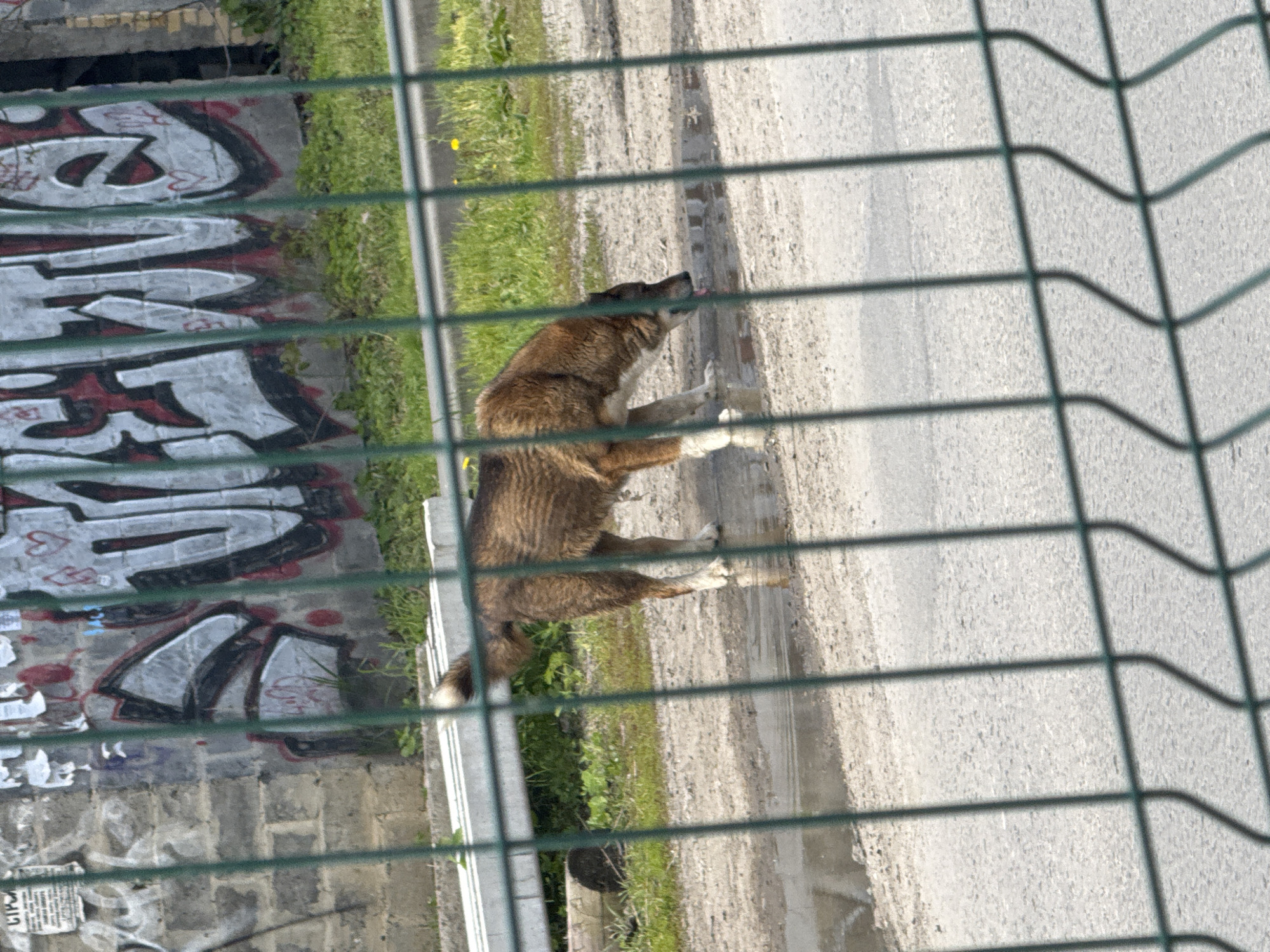 The image depicts an outdoor, semi-urban scene, originally captured in a portrait orientation but appearing rotated 90 degrees clockwise. The foreground is dominated by a green metal fence or mesh, creating a grid pattern that partially obstructs the view.
The central subject is a medium-sized dog with brown, tan, and white fur. It is seen standing on a light-colored, possibly asphalt or dirt surface, in the midst of scratching its ear or side with a raised hind leg, its tongue slightly out.
Behind the dog, to the left, is a concrete wall heavily covered with graffiti. The graffiti features stylized letters in white, grey, black, and red, with some shapes resembling "CBA" or similar Cyrillic characters. Further down the wall, torn posters and smaller markings are visible, including partial Cyrillic text such as "CTPO" or "СТРЭ". To the right of the dog and extending into the background is a rough, light-colored ground surface, bordered by patches of green grass with small yellow flowers.
The scene is brightly illuminated by natural daylight, casting shadows from the fence onto the ground, suggesting clear and sunny weather. No people are visible. The presence of graffiti and Cyrillic text aligns with the provided location context of Rostov-on-Don, Russia. The overall impression is a candid moment of an animal in an urban or peripheral city environment.