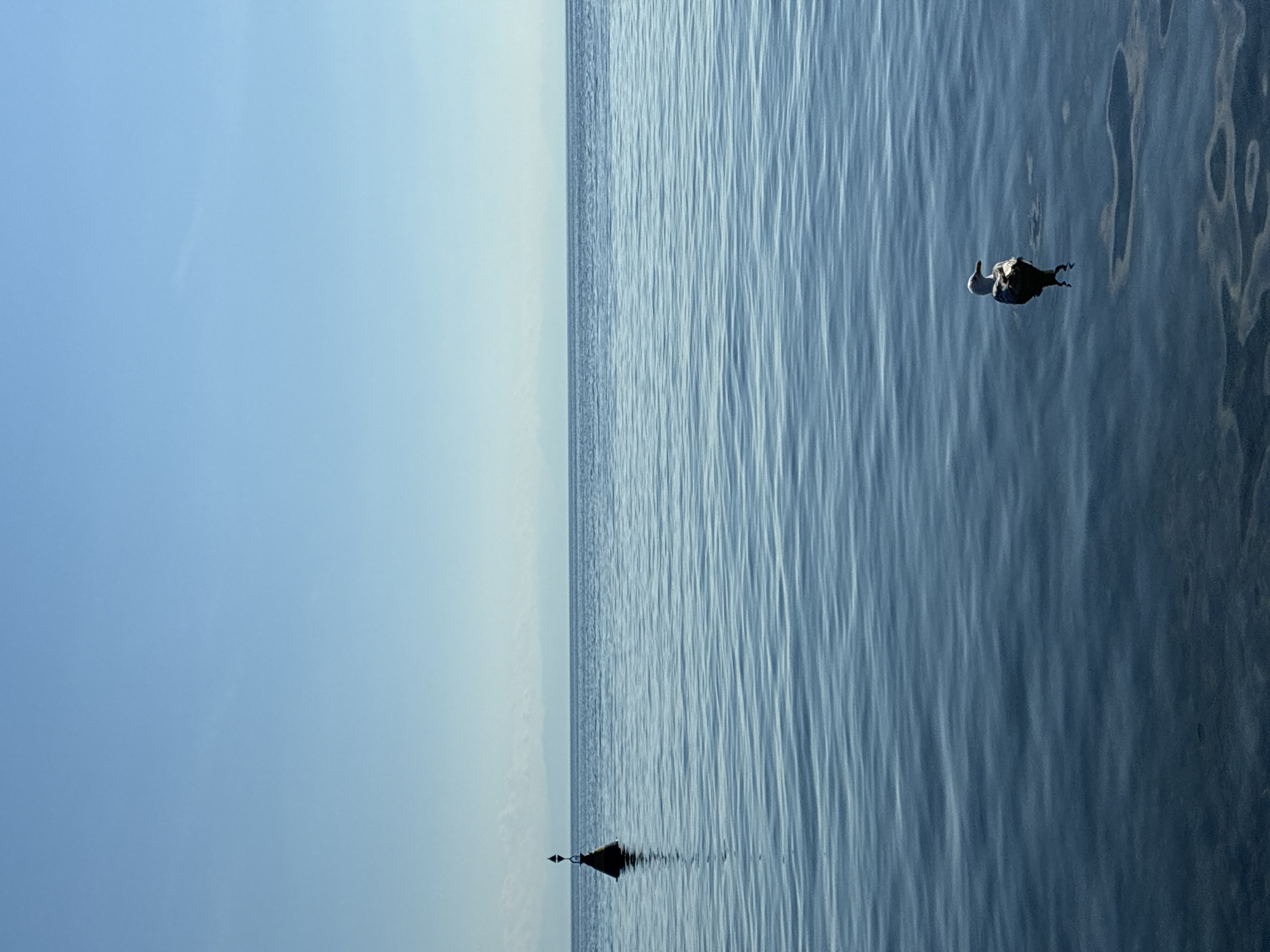 The image depicts a serene scene on Lake Baikal in Listvyanka, Russia. The sky is clear and a pale blue, with a faint haze visible on the distant horizon, likely indicating mountains. The lake's surface is calm, with gentle ripples creating a textured, deep blue expanse.
In the left mid-ground, a black buoy with a red top and a black triangular marker stands in the water. To the right of the buoy, a seagull is floating on the water, facing away from the viewer and to the right. The seagull appears to be resting or observing its surroundings. The water is clear enough in the foreground to see the rocky bottom beneath the surface. The overall impression is one of tranquility and natural beauty.