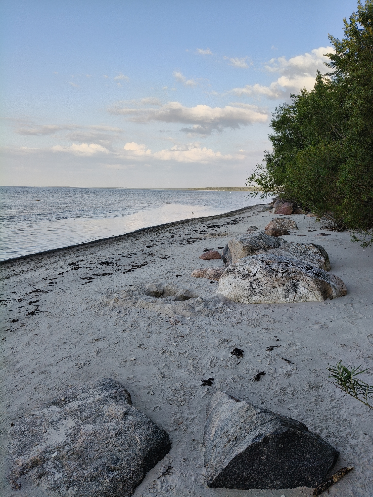 The image depicts a coastal scene in Bigauņciems, Latvia, featuring a sandy beach with scattered rocks and vegetation. The water's edge is visible in the lower left, with gentle waves lapping onto the shore. The sand is light in color and appears somewhat coarse, with dark seaweed or debris sparsely distributed across its surface. Several large boulders are present on the beach, varying in size and color, some appearing grey and others with reddish hues. A dense line of green trees and foliage forms the background on the right side of the image, suggesting a wooded area bordering the beach. The sky above is a pale blue with scattered white and grey clouds, indicating a possibly overcast or partly cloudy day. The overall impression is a serene, natural landscape.