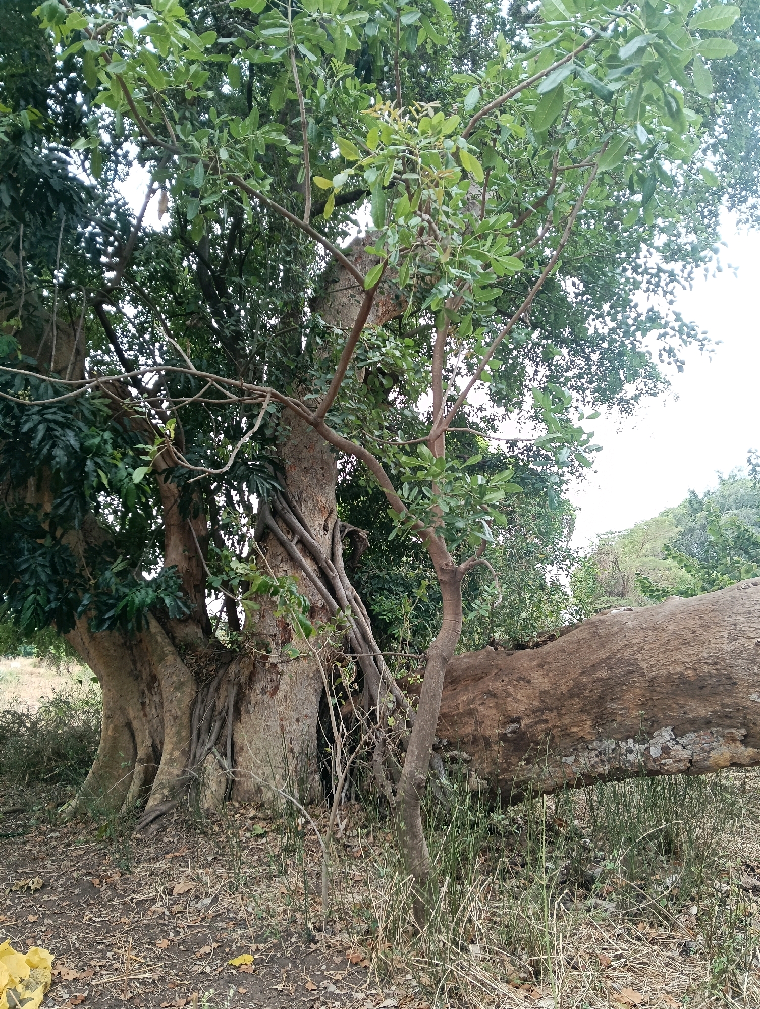 The image depicts a large, fallen tree trunk lying horizontally across the foreground, partially supported by dry grass and foliage. To the left, the base of a large, old tree with gnarled roots and a thick trunk is visible. The fallen log appears to be from a separate, massive tree, judging by its diameter and textured bark. Lush green foliage from various trees and plants surrounds the fallen log and the standing tree. The ground is covered with dry leaves, twigs, and sparse grass. In the background, more vegetation and a hazy sky are visible. The scene suggests a natural, outdoor environment. There are no people visible in the image.