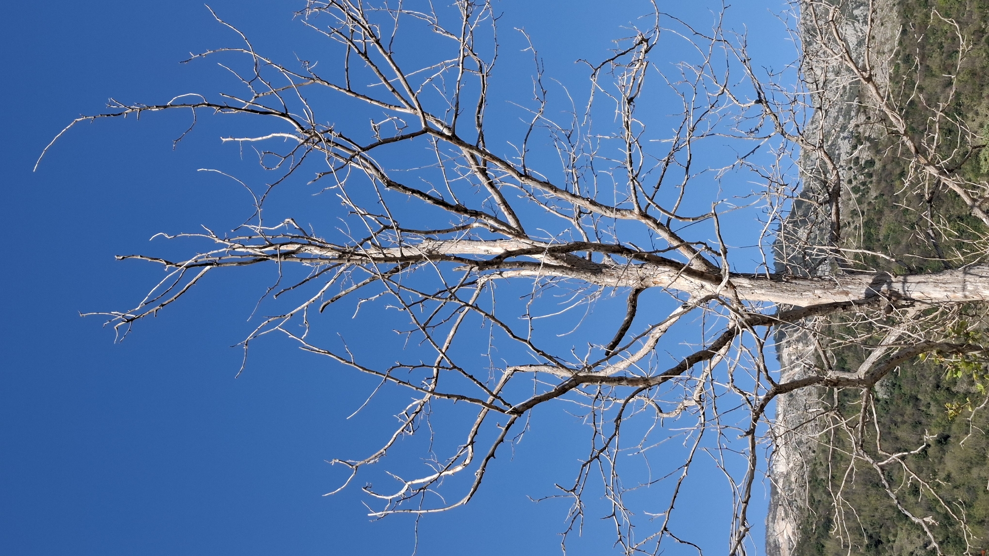 The image shows a close-up of a dry tree with bare branches against a clear, cloudless blue sky. A mountain slope with sparse vegetation is visible in the upper right corner of the frame. The location is likely Boreti, Montenegro, given the provided context. There are no people, actions, or interactions visible in the image. The primary subject is the dead tree and its contrast against the sky and distant mountainside.