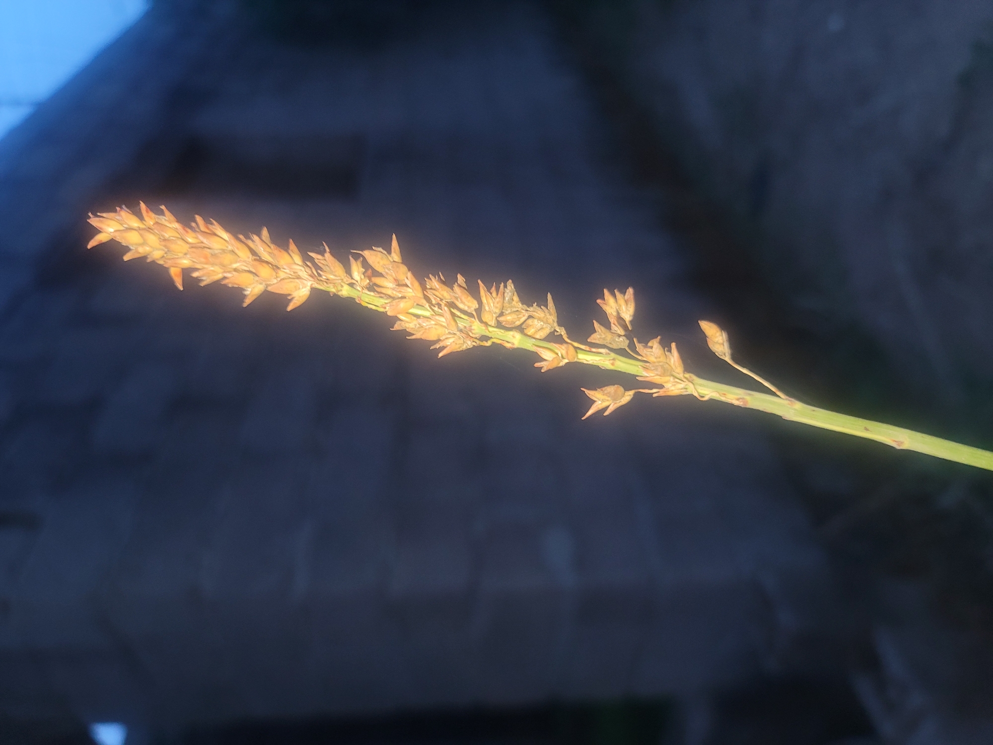 A close-up photograph shows a stalk of dried grass against a blurred background of dark blue and grey. The grass is mostly yellow-brown with a green stalk, and the seed heads are close together on the stalk. The background is unclear, but appears to be an out-of-focus paved surface. The image lacks any definitive markers for the city of Barakin Akawo, Nigeria, and no people, actions, or interactions are apparent. The environment is undefined beyond the immediate background of the grass.