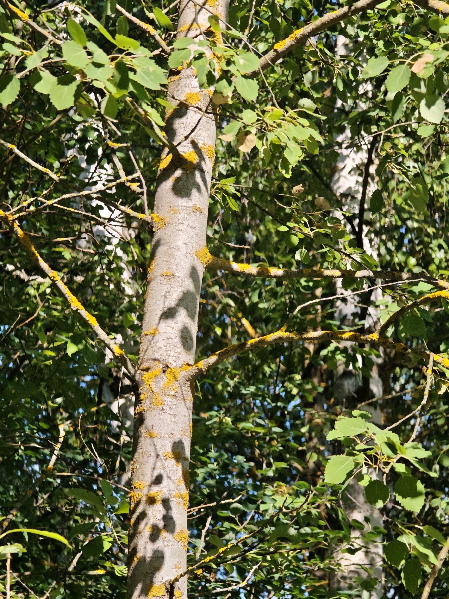 The image shows a close-up view of a tree trunk in a forest or wooded area, likely in or near the city of Ковригино, Russia. The trunk is light gray with patches of yellow lichen. The foreground is dominated by the trunk and its branches, which are covered in green leaves. Shadows from the leaves are cast on the trunk, creating a dappled effect. The background is a blur of green foliage and some brighter patches of sky. There are no people or animals visible in the image. The scene appears to be a natural outdoor environment.