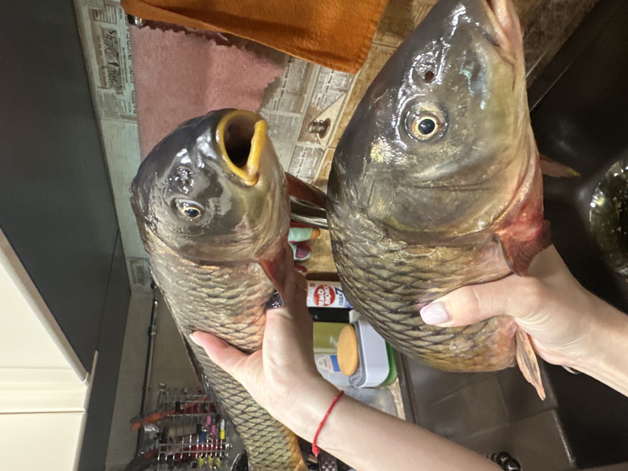 The image captures two large, freshly caught fish, likely carp, held by a person's hands in what appears to be a kitchen setting in Sayanogorsk, Russia.
**Subjects:** The main subjects are two large fish, which appear to be common carp due to their robust bodies, large scales, and mouth structure. The fish on the left has its mouth agape, revealing a yellowish interior, while the fish on the right has a closed mouth. Both fish appear wet and fresh, with glistening scales and clear eyes. A person's hands and forearms are visible, holding the fish. The hands have light-toned skin, and light pink or neutral nail polish is evident on the fingernails. A thin red string bracelet is worn on the person's left wrist.
**Objects:** Besides the fish, various kitchen items are discernible in the background. These include a dark-colored kitchen sink, a light-colored countertop with a patterned surface (possibly tiles or wallpaper), and an orange towel draped over a surface. A white and green kitchen scale with an orange button is visible behind the fish on the left. Other indistinct containers, shelves, and kitchen clutter can be seen further back.
**Scene and Setting:** The scene takes place indoors, likely in a domestic kitchen or a food preparation area. The background features light-colored walls or cabinets, and a dark, possibly wooden, countertop surrounding the sink area. The overall lighting is bright and even, consistent with indoor artificial lighting.
**Activity or Event:** The image depicts the act of a person holding up and showcasing two large fish. This suggests the fish have either just been caught, purchased, or are being prepared for cooking. The way they are presented implies a display or inspection of their size and freshness.
**Notable Details:** The open mouth of the left fish is a striking detail. The texture of the fish scales is prominent and well-defined, reflecting light. The red string bracelet on the person's wrist adds a personal touch.
**Visible Text:** On a white and blue box or package located behind the left fish, parts of Cyrillic text are visible, specifically "НЕРЕМЯ ЛИМО" (likely referring to "lemon") and "СОДА" (SODA). Some other faint and illegible Cyrillic text can be seen on the patterned background surface.