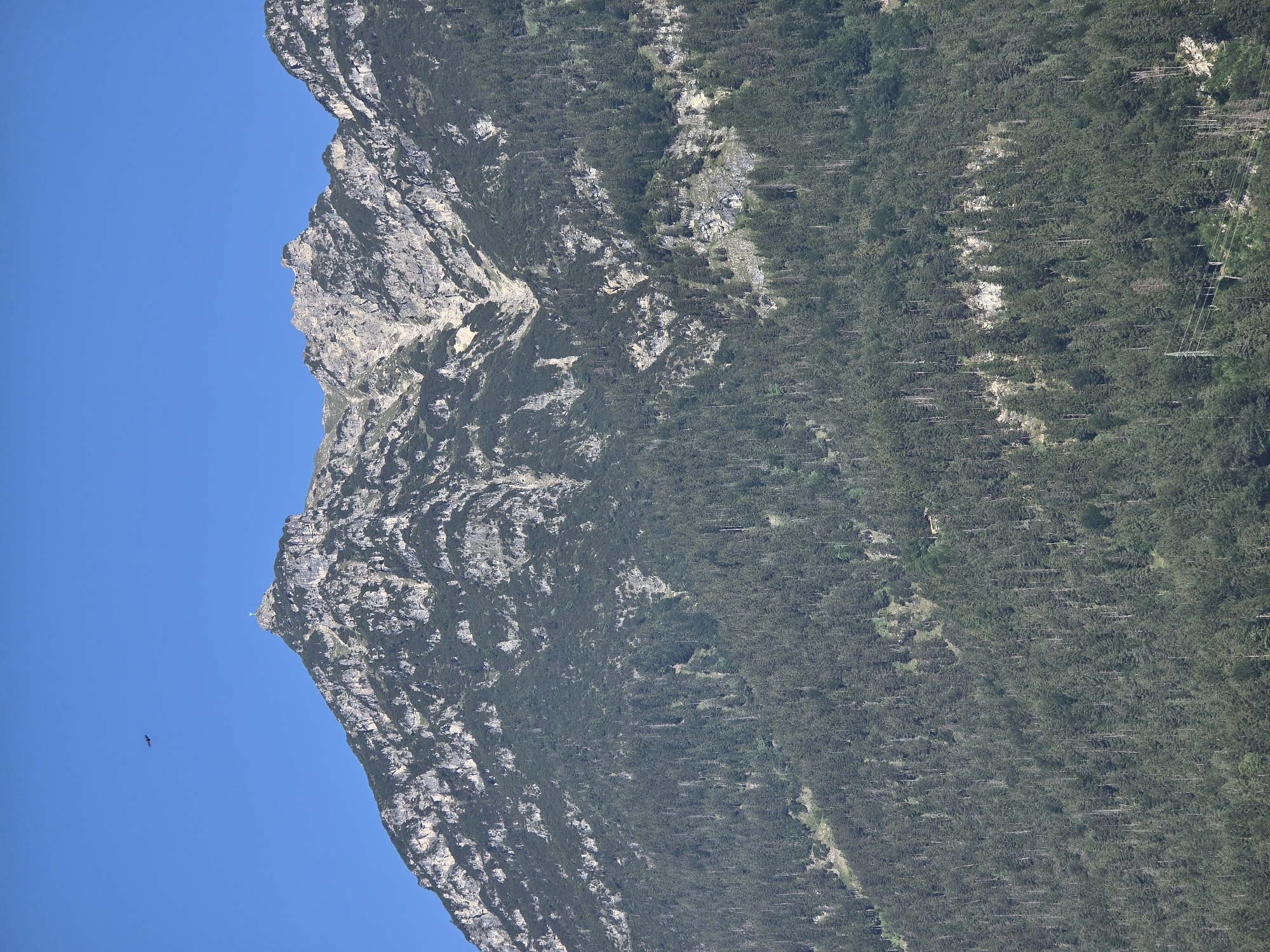 The image depicts the Zugspitze mountain range near Garmisch-Partenkirchen, Germany. The mountain slopes are covered in dense evergreen forest, with rocky outcrops and sheer cliffs visible towards the summit. A cross is perched atop the highest peak, and a solitary bird soars in the clear blue sky above. The sunlight highlights the rugged terrain and the vast expanse of trees.