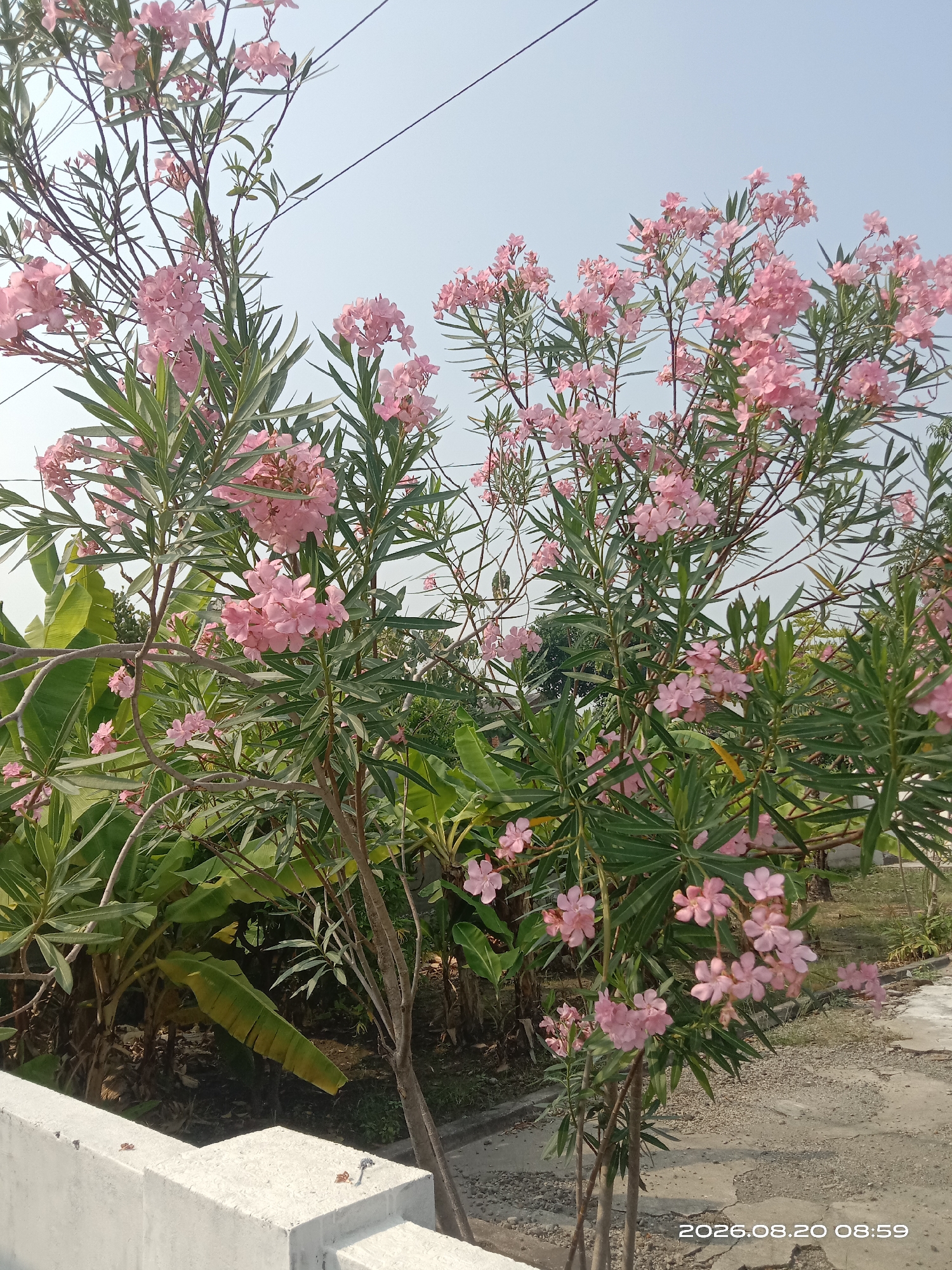 In Gudo, Indonesia, a close-up shot captures a flowering plant with numerous delicate pink blossoms and long, slender green leaves. The plant's branches are visible against a pale blue sky, with utility wires stretching across the upper portion of the frame. In the background, lush green foliage of what appears to be banana plants is present, along with a dirt path and a partially visible concrete structure. The overall scene is naturalistic and unposed.