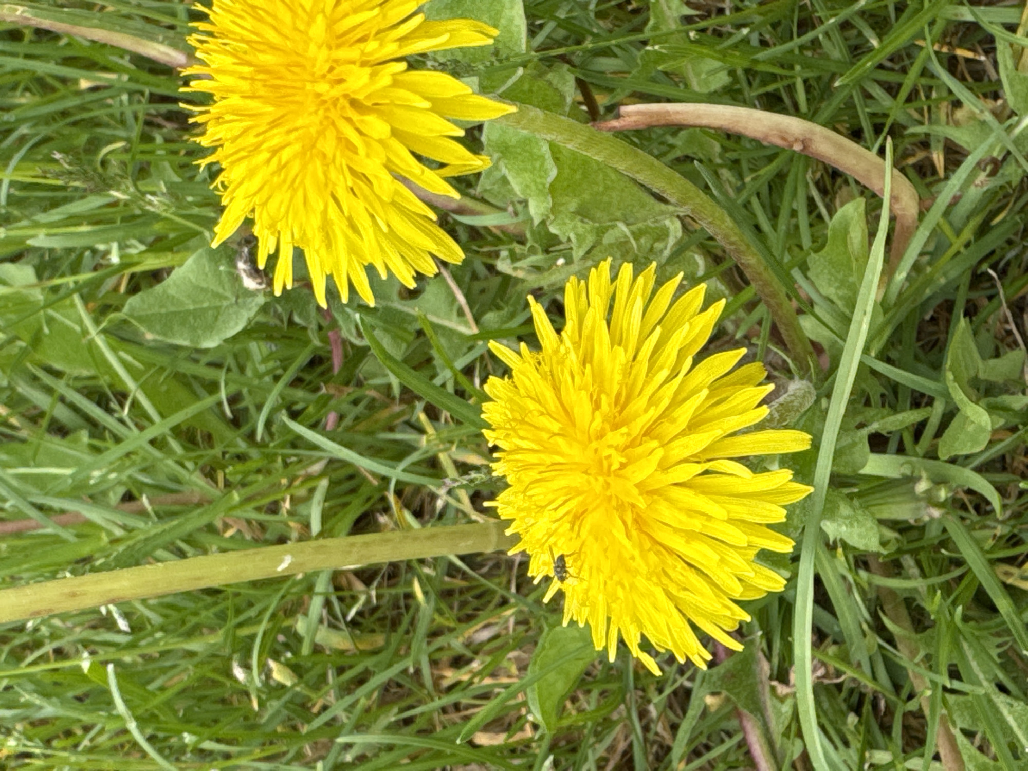 This close-up shot features two vibrant yellow dandelions thriving amidst lush green grass. The dandelions are the primary subjects, both fully open and showcasing their numerous, delicate petals. The flower in the upper left is partially cropped, while the one in the lower right is almost entirely visible, occupying a significant portion of the frame.
The setting appears to be a natural outdoor environment, likely a field, lawn, or roadside area in Izhevsk, Russia. The background is composed of various shades of green grass and some broader plant leaves, creating a soft, out-of-focus backdrop that highlights the bright yellow flowers. Several slender green stems and one thicker, brownish stem snake through the grass.
A notable detail is a small, dark insect, possibly a fly or a very small beetle, resting on the petals of the lower right dandelion. Its presence suggests the flowers are attracting pollinators. The lighting is bright and natural, indicating it's daytime, likely under a clear or partly cloudy sky, contributing to the vivid colors of the scene. There are no people visible, nor any discernible text within the image. The overall impression is one of spring or early summer, capturing the simple beauty of nature.