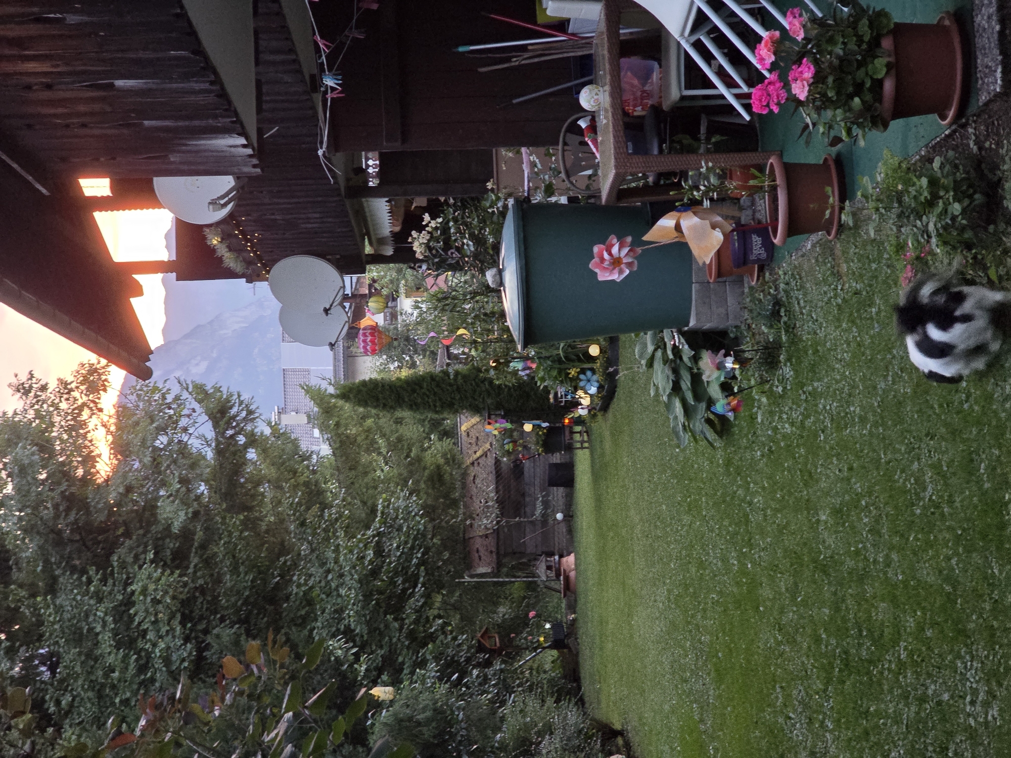 The image depicts a backyard scene at dusk in Garmisch-Partenkirchen, Germany. A large green water barrel stands prominently in the foreground, adorned with a pink flower pinwheel. To the right of the barrel, a wicker table is set up with chairs and various items, including gardening tools and a decorative sphere. In the background, a wooden structure, possibly a shed, is visible amongst lush greenery. The lawn is well-maintained and scattered with white debris, which may be petals or small leaves. A small black and white animal, likely a rabbit, is present on the lawn. The sky is illuminated by the setting sun, casting a warm glow over the distant mountains. The scene is further enhanced by decorative lights and a string of colorful balloons, suggesting a festive atmosphere. The overall impression is a cozy and inviting outdoor space in a natural setting.