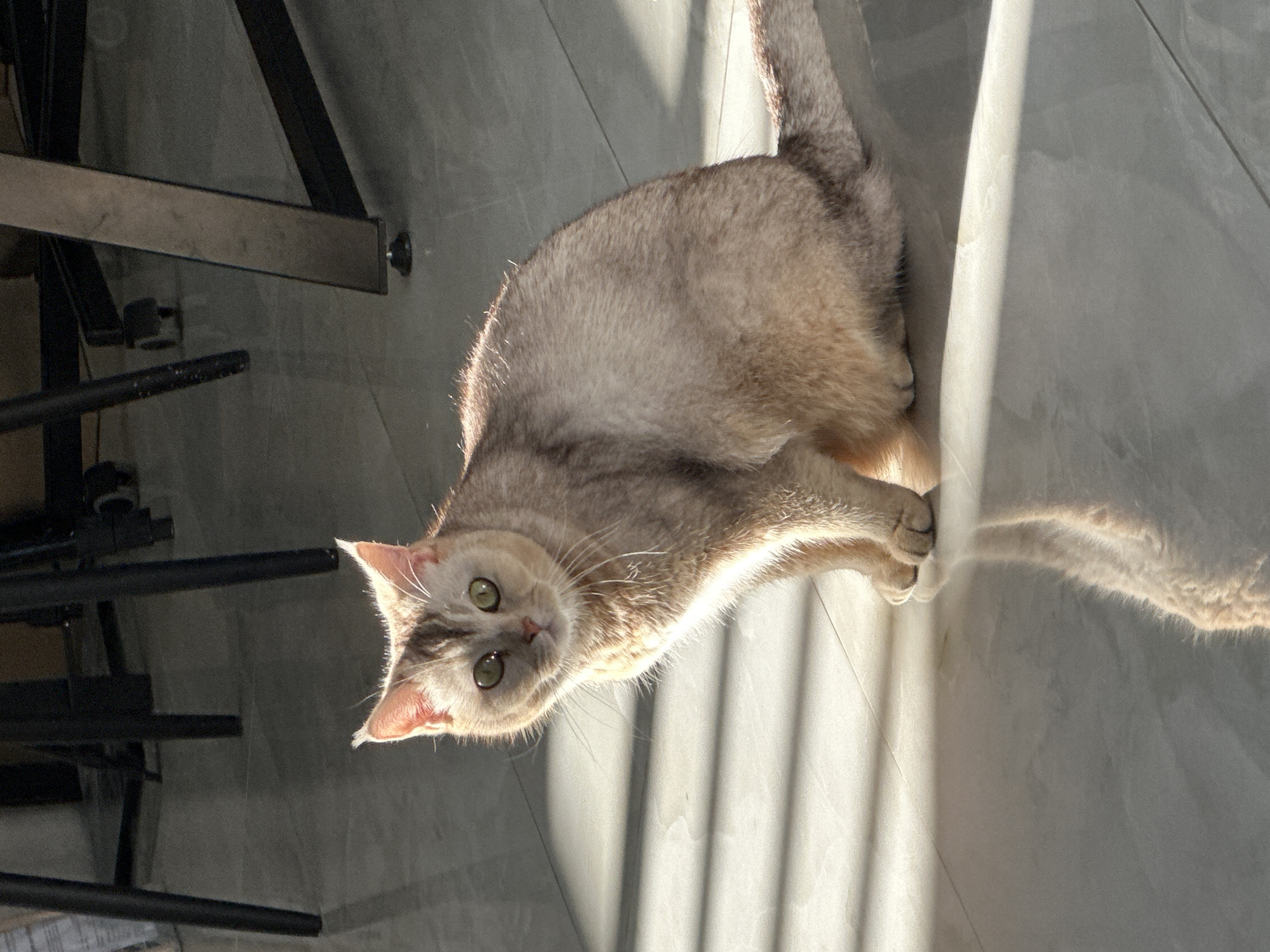 A cat is lying on a tiled floor, basking in the sunlight. A table or furniture leg is visible on the left side of the frame. The cat is looking up with green eyes.