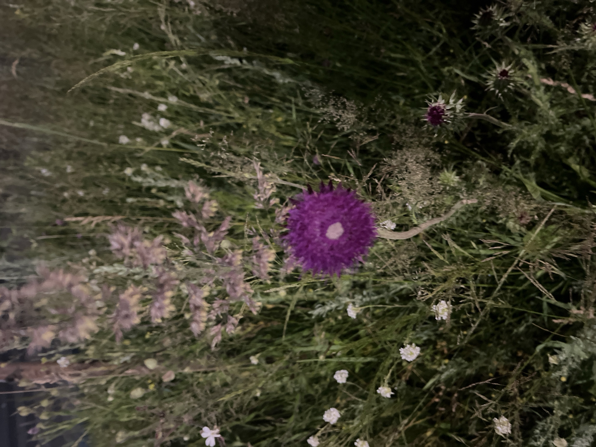 A cluster of wild flowers, with a prominent purple bloom in the center and various smaller white and pink flowers scattered throughout, is captured in this dimly lit, outdoor scene. The flowers are growing amongst tall, green grasses and other foliage, suggesting a natural setting like a meadow or park. The lighting is low, casting shadows and creating a somewhat hazy atmosphere. There are no people visible in the image. The scene depicts a close-up view of the floral arrangement, emphasizing the textures and colors of the plants.