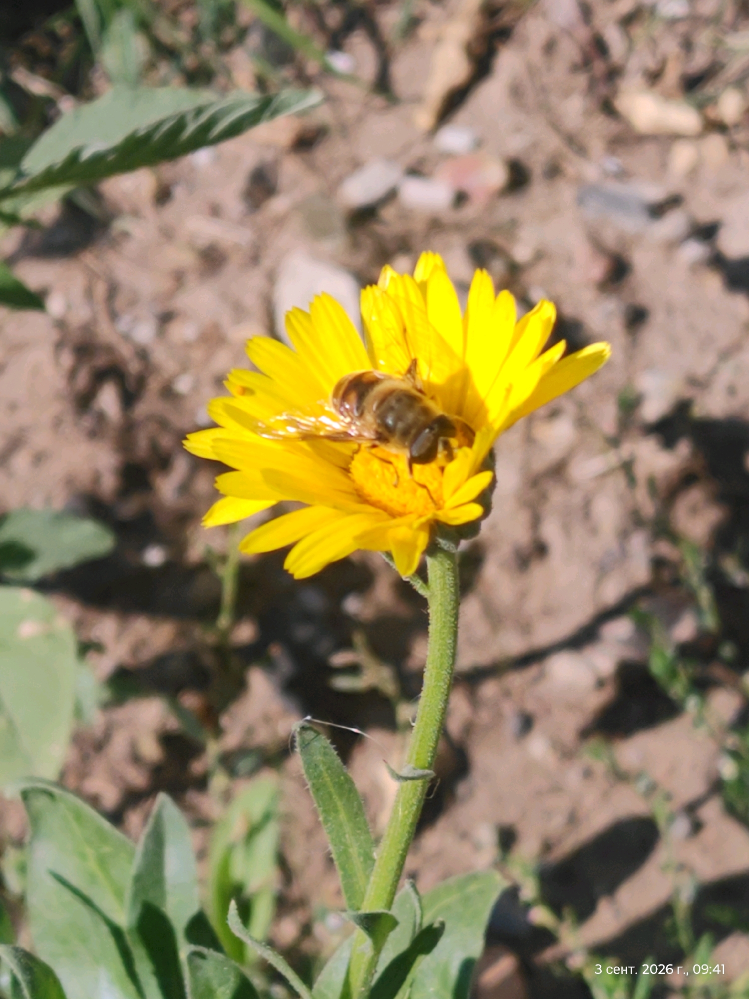 A close-up, slightly out-of-focus photograph captures a bee on a vibrant yellow flower, likely a marigold, in what appears to be an outdoor, natural setting. The bee, with its striped abdomen and visible wings, is positioned on the petals, possibly collecting nectar or pollen. The flower has numerous ray florets radiating from its center and appears to have some dew or water droplets on its petals. The background is blurred, showing earthy tones of soil, scattered small stones, and some green foliage. The lighting suggests a sunny day. A timestamp in the bottom right corner reads "3 сент. 2026 г., 09:41", indicating the date and time the image was taken. The location is stated to be Astana, Kazakhstan, implying this scene is within the city's natural or park areas.