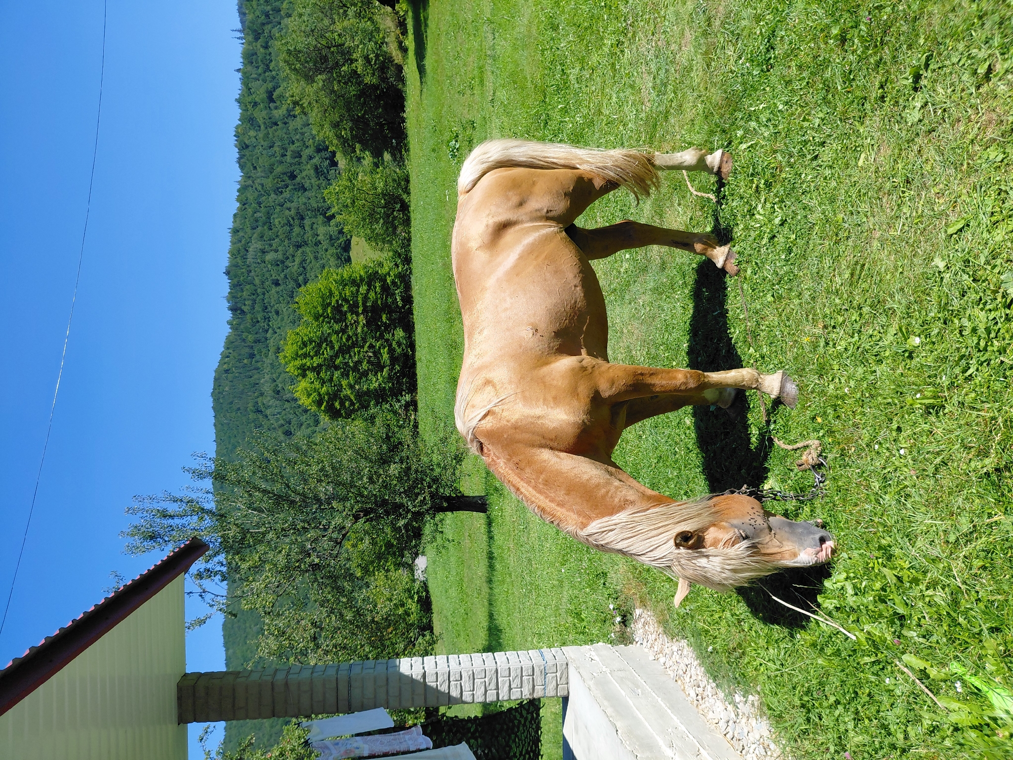In the city of Chernyk, Ukraine, a light brown horse grazes in a grassy field on a clear, sunny day. The horse, with a light mane and tail, is positioned in the center of the frame, head lowered to the ground as it eats. To the left, a section of a building with a white roof, brick pillars, and a concrete base is visible, with laundry hanging on a clothesline. In the background, a lush green forest covers rolling hills under a bright blue sky. The scene is peaceful and rural.