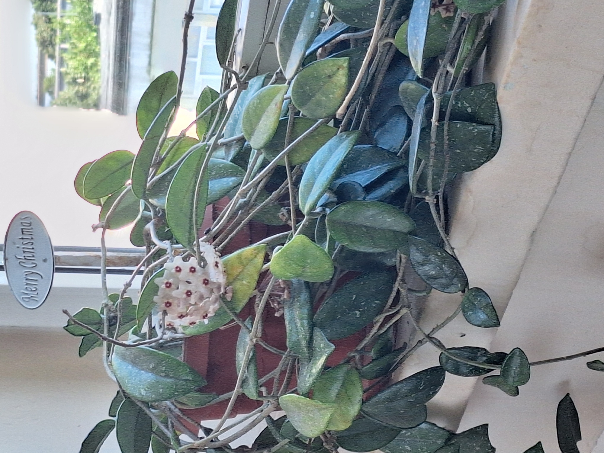 A close-up, eye-level, indoor shot shows a potted Hoya plant with white, star-shaped flowers and dark green, speckled leaves. The plant is positioned on a marble windowsill, with a reddish-brown pot visible behind the foliage. A small, oval metal sign with the words "Merry Christmas" etched in cursive is attached to a stake in the soil, slightly above and to the left of the flowers. Through a window in the background, a blurred view of green foliage and a building with multiple windows can be observed. The lighting suggests a bright, daytime setting. The location is not discernible from the provided image.