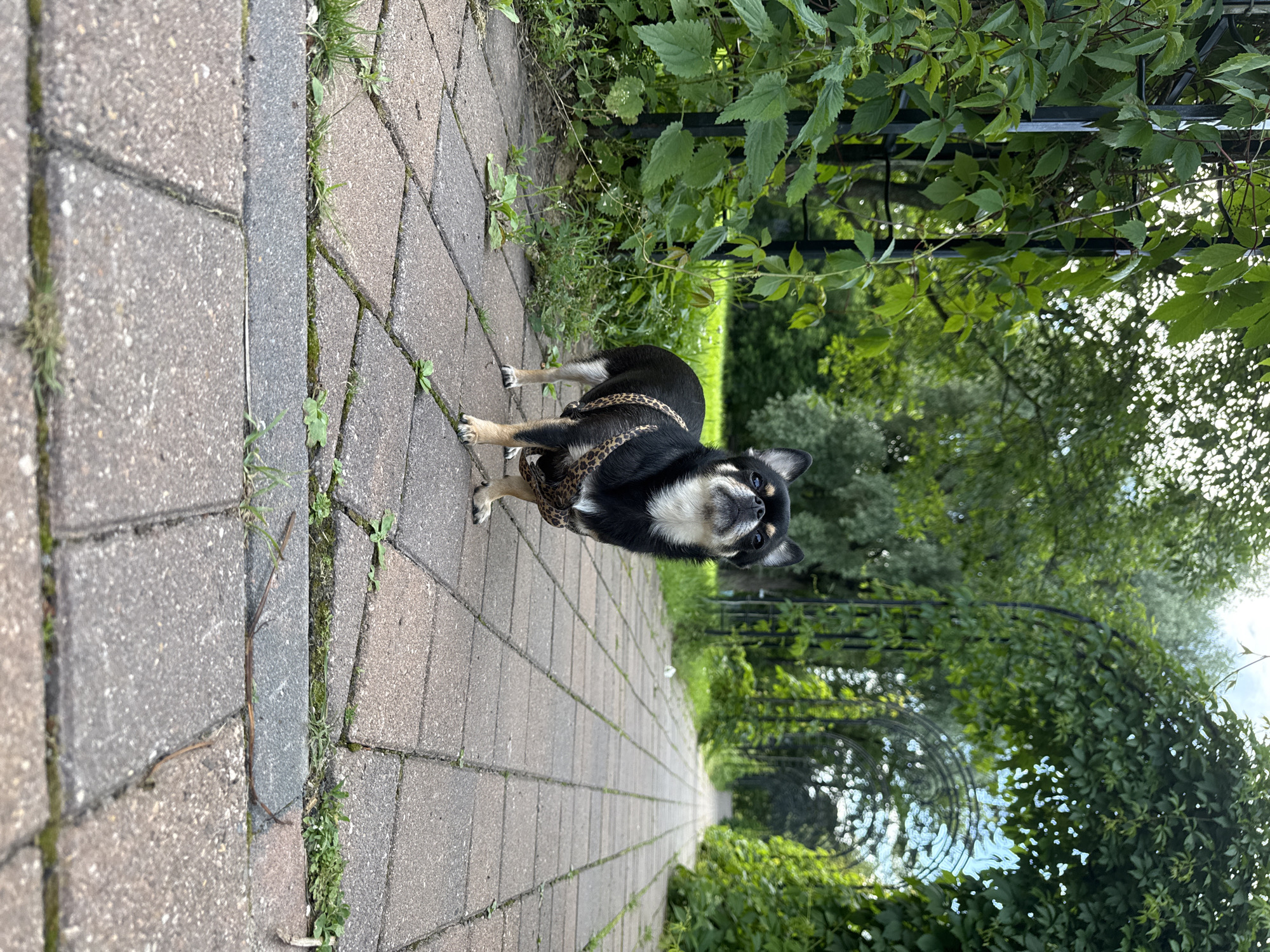 A small, black and tan Chihuahua is standing on a paved walkway made of rectangular bricks. The dog is wearing a leopard-print harness. The walkway is lined with greenery on both sides, including bushes, vines, and trees. In the background, there is a black metal trellis or arbor covered in vines. The scene appears to be an outdoor park or garden setting. The lighting suggests it is daytime, possibly a sunny day given the dappled light filtering through the leaves. The overall mood is peaceful and natural. No visible text is present in the image. The context provided suggests this location is "Summer Recreation" in Russia.