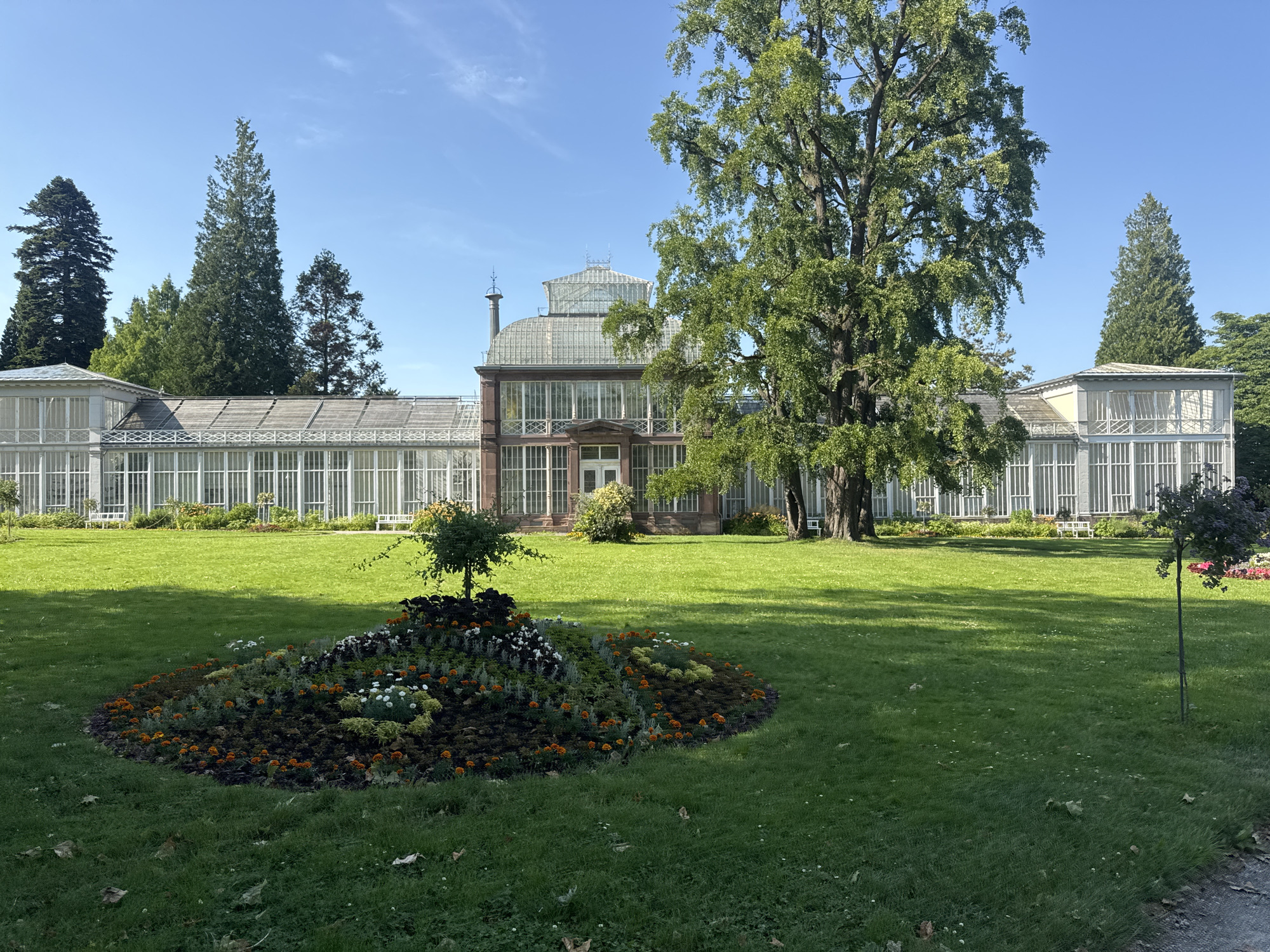 The image shows the Orangerie in Kassel, Germany, on a bright, sunny day. The Orangerie is a large baroque palace with a long, glass-paneled structure extending to the left and right, typical of a conservatory or orangery. A central, taller section of the building features a domed glass roof and a brick facade. In the foreground, a well-maintained lawn leads up to a circular flower bed filled with a variety of colorful flowers, including orange, white, and dark foliage. A small, ornamental tree stands to the left of the flower bed. Several mature trees, including a very large one with dense green foliage on the right, are scattered across the grounds. The sky is clear and blue. There are no people visible in the image. The overall scene depicts a tranquil park setting.