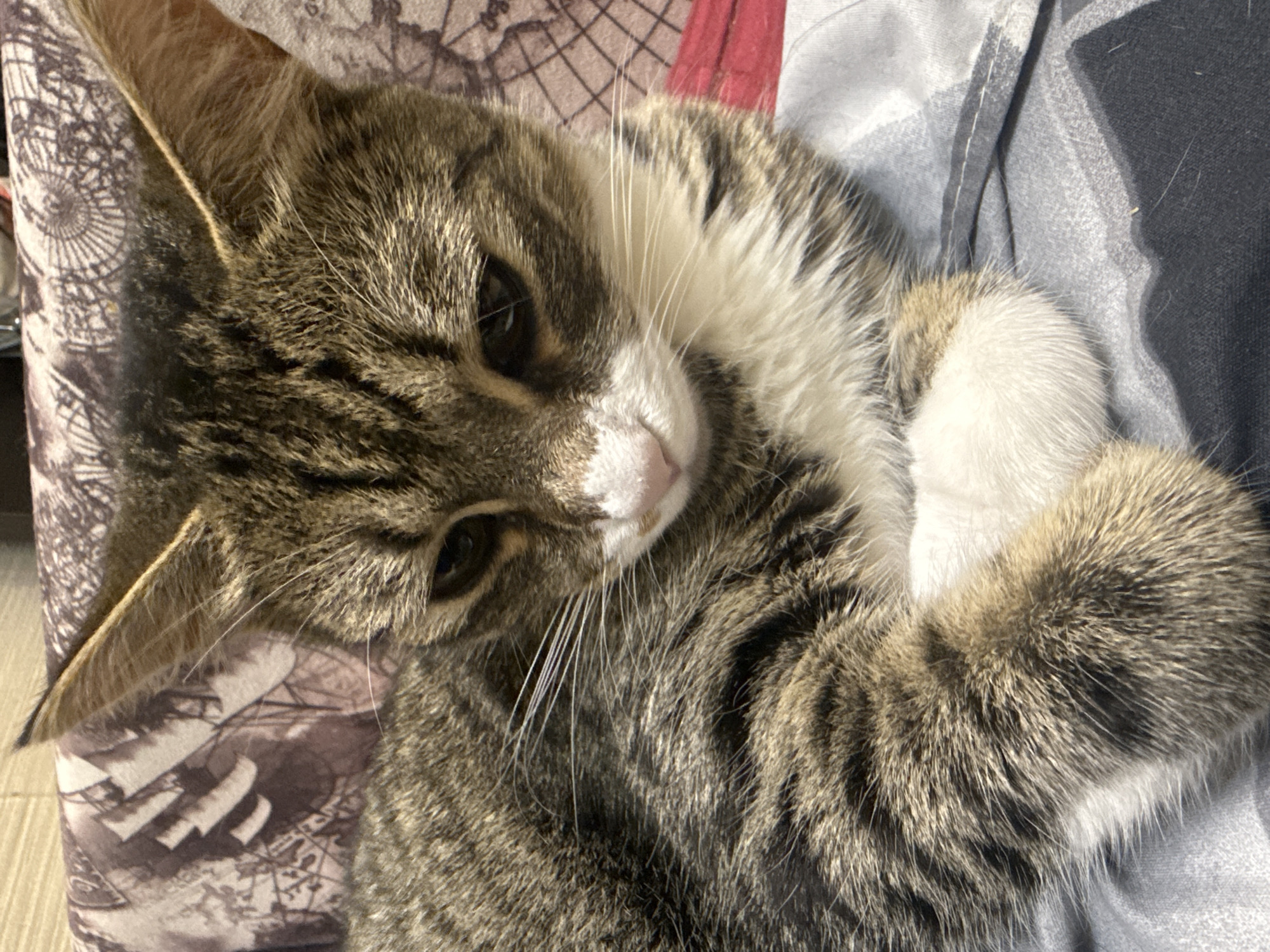 A tabby cat with brown and black stripes, white chest, and white paws is lying down. The cat's fur is soft and fluffy. The cat's eyes are dark brown and appear to be looking downwards. The cat's ears are pointed and stand up. The cat is lying on a blanket with a plaid pattern. The background is a blurry patterned fabric. There are no people or other animals visible in the image. The image does not provide any information that could identify its location in Simferopol, Ukraine.