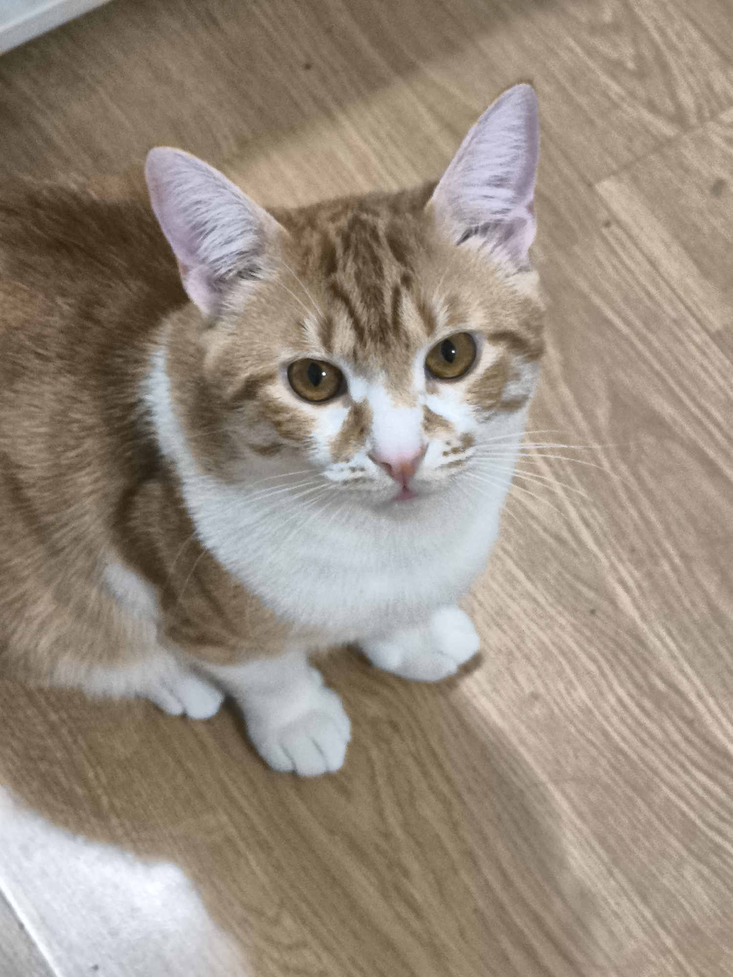 A tan and white cat sits on a wooden floor. The cat has amber eyes and a pink nose. It looks upward. The location is unknown, and there is no evidence to suggest it is in Varna, Bulgaria.