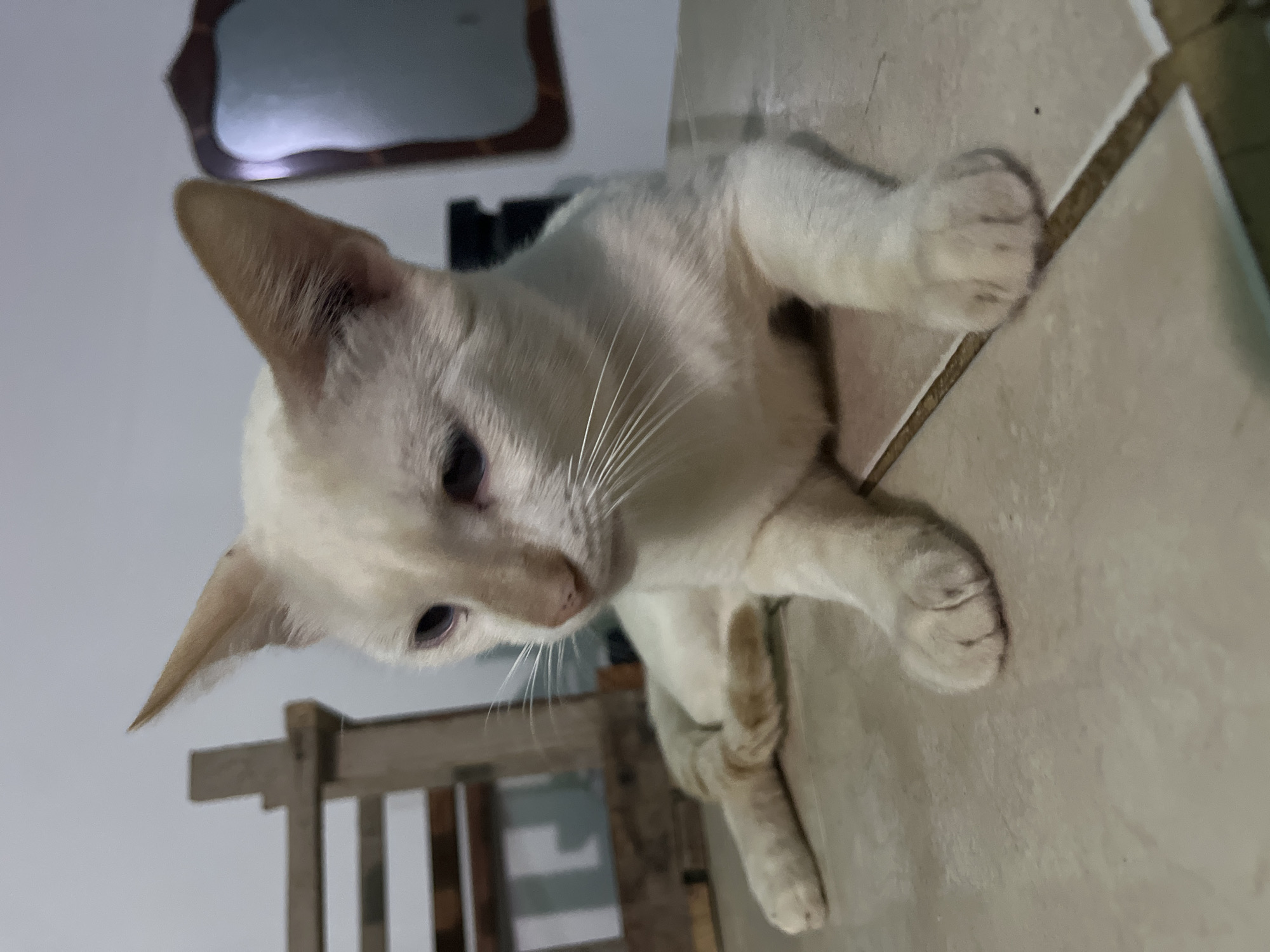 An adult, cream-colored cat with large, pointed ears and blue eyes is lying down on a tiled surface. The cat is facing to the left of the frame, with its head slightly tilted upwards. Its front paws are resting on the tiles, and its back legs are tucked beneath it. In the background, a wooden chair or bench is visible, along with a framed mirror with a dark wood border. The environment appears to be indoors, with a neutral-colored wall. The image captures the cat in a relaxed pose, likely in a domestic setting. The specific location is identified as Juan Griego, Venezuela.