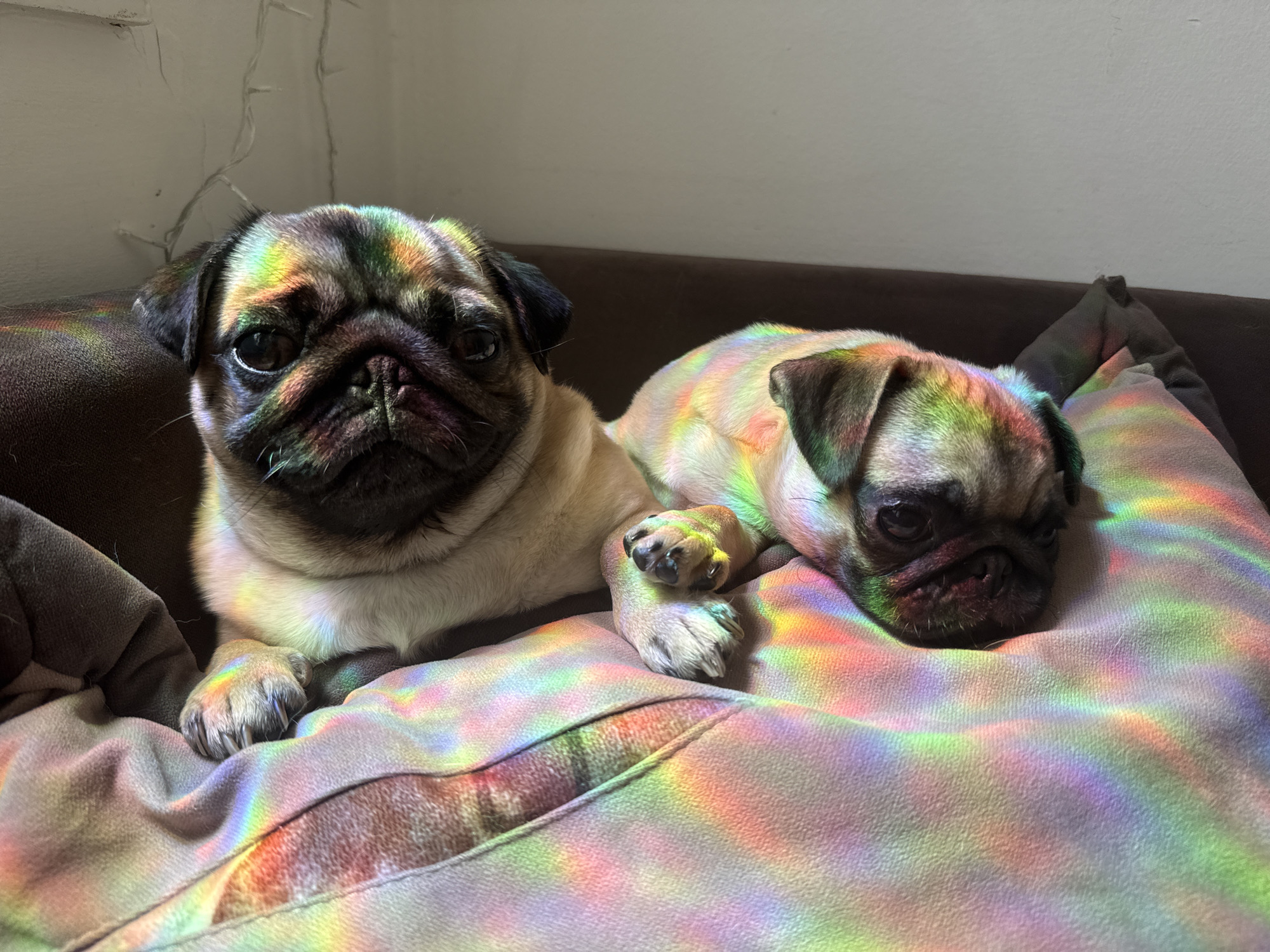 Two pugs are lying on a cushion or blanket, possibly on a sofa. The pug on the left is sitting up, with its front paws resting on the cushion. The pug on the right is lying down. Both dogs are lit by a rainbow-colored light. The scene appears to be indoors, with a wall visible in the background. The location is unknown.