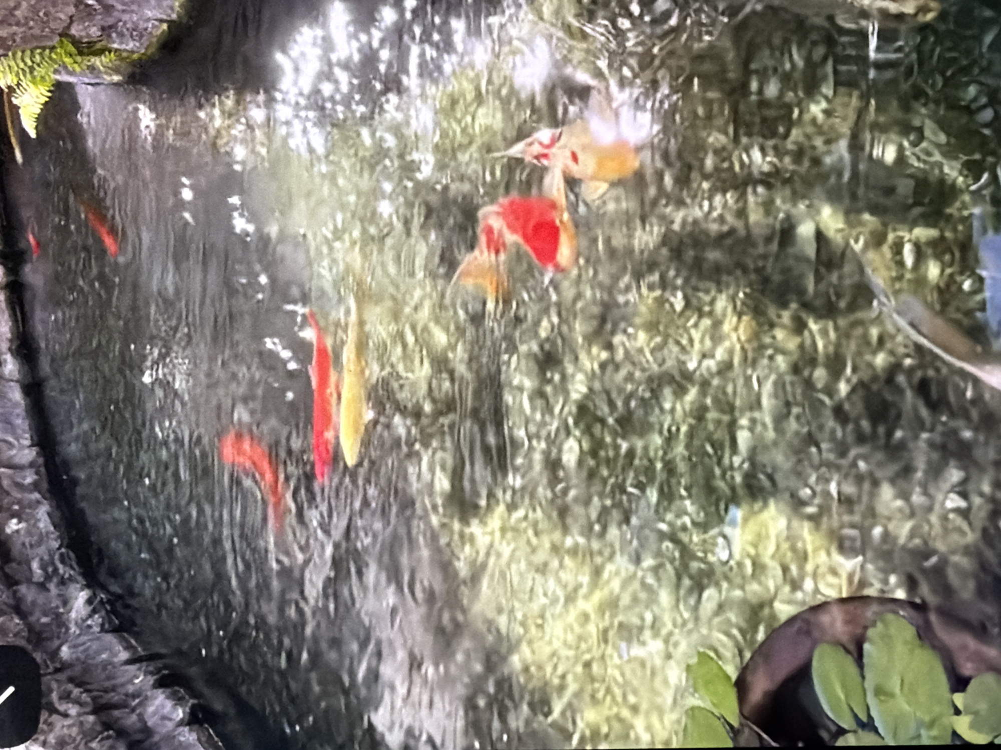 A group of koi fish swim in a narrow, artificial stream bordered by rocks. The water is clear, revealing a gravelly bottom. Several koi, predominantly red and yellow, are visible. One fish in the lower right section is a bright red and orange. Aquatic plants are present along the left bank. The scene is illuminated by sunlight reflecting off the water's surface. The image does not provide any information about the city of Bukuru, Nigeria.