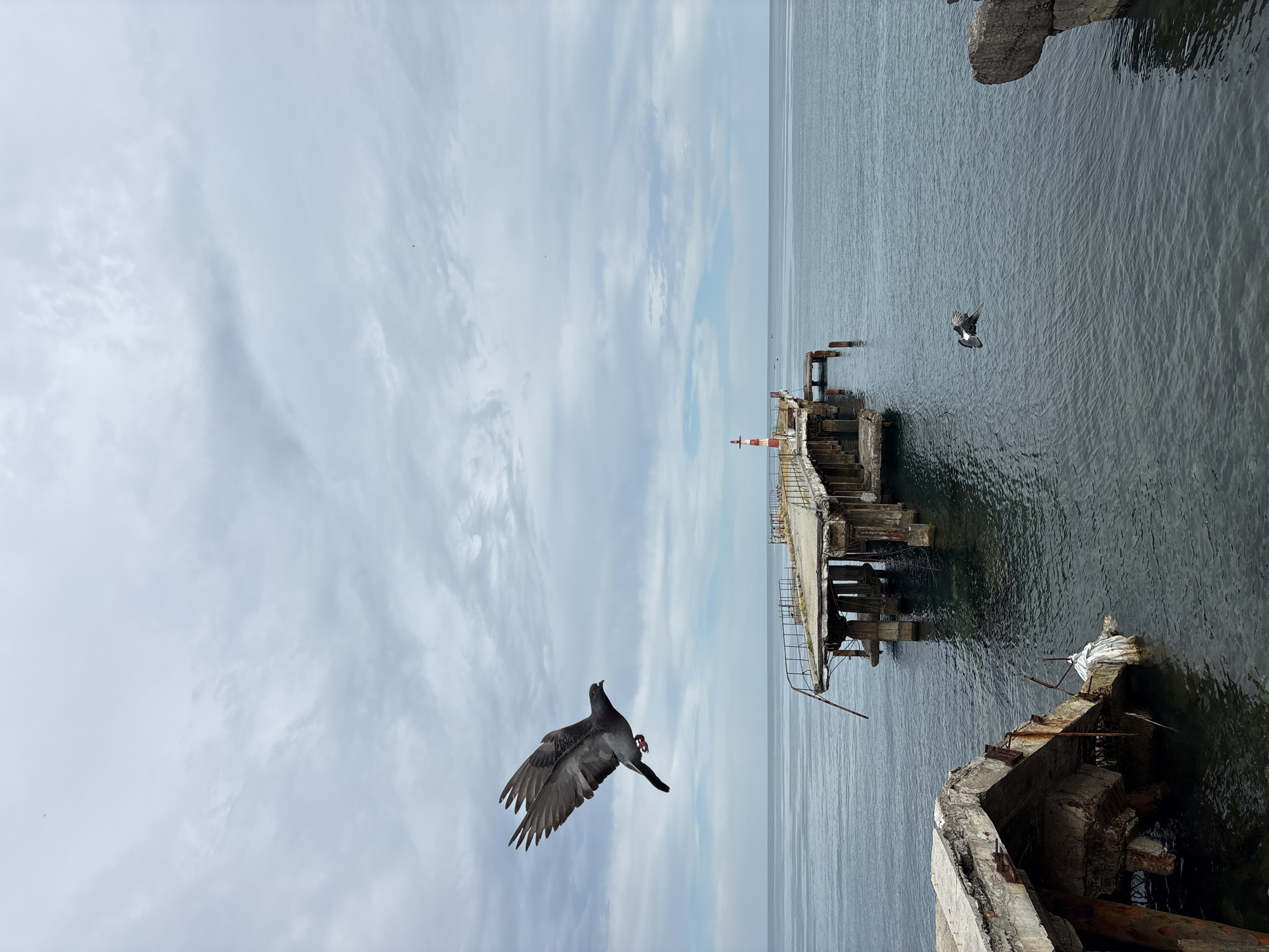 This image depicts a coastal scene in Alushta, Ukraine, under an overcast sky with diffused light. The foreground on the left features a large, broken concrete structure with exposed, rusted rebar partially submerged in the dark, still water. A piece of white material is entangled with the debris in the water next to this structure.
Extending into the sea from the left side of the frame is a dilapidated concrete pier, characterized by significant structural damage, missing sections of its deck, and broken metal railings. Numerous concrete support pillars are visible both above and below the water line. At the visible far end of the pier, a small, cylindrical lighthouse with red and white horizontal stripes stands.
The sea surface is calm with minimal ripples, reflecting the grey tones of the sky. In the upper left quadrant of the image, a dark grey pigeon is captured mid-flight, with its wings fully extended and its legs tucked. Another smaller, dark bird is seen flying low over the water in the middle-right section of the frame. The distant horizon separates the calm sea from the cloudy, light grey sky. Small specks, likely distant birds, are visible against the sky. The right foreground shows a dark, indistinct edge, possibly rock or concrete.