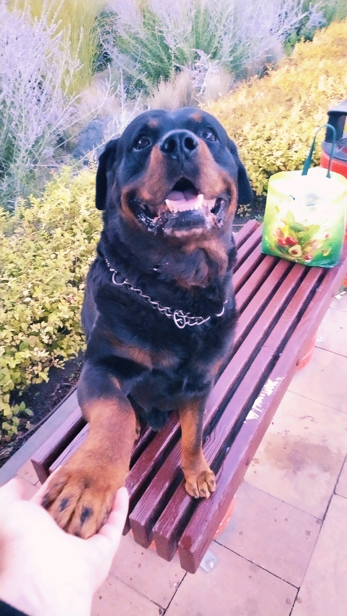 A Rottweiler dog sits on a wooden bench outdoors, with its right paw extended to shake hands with a person. The dog is wearing a chain collar and has its mouth open, appearing to smile. In the background, there are plants and a green and white bag with an image of food. The scene is set in the city of Horishni Plavni, Ukraine.
