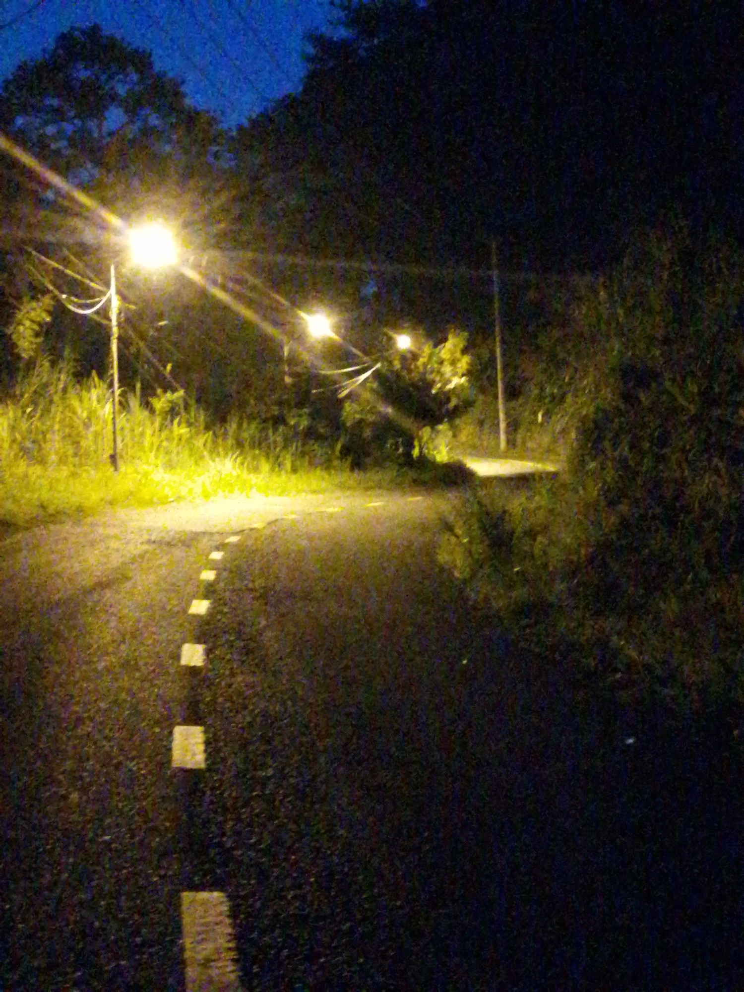 A dimly lit asphalt road curves to the left in the foreground, illuminated by streetlights and bordered by dense, dark vegetation. White dashed lines mark the center of the road. Tall, bright green grass lines the left side of the road, illuminated by a nearby streetlight. In the background, trees are silhouetted against the dark blue twilight sky. The overall scene is quiet and rural, suggesting a less populated area within or on the outskirts of Da Lat, Vietnam, likely a residential or less developed street.