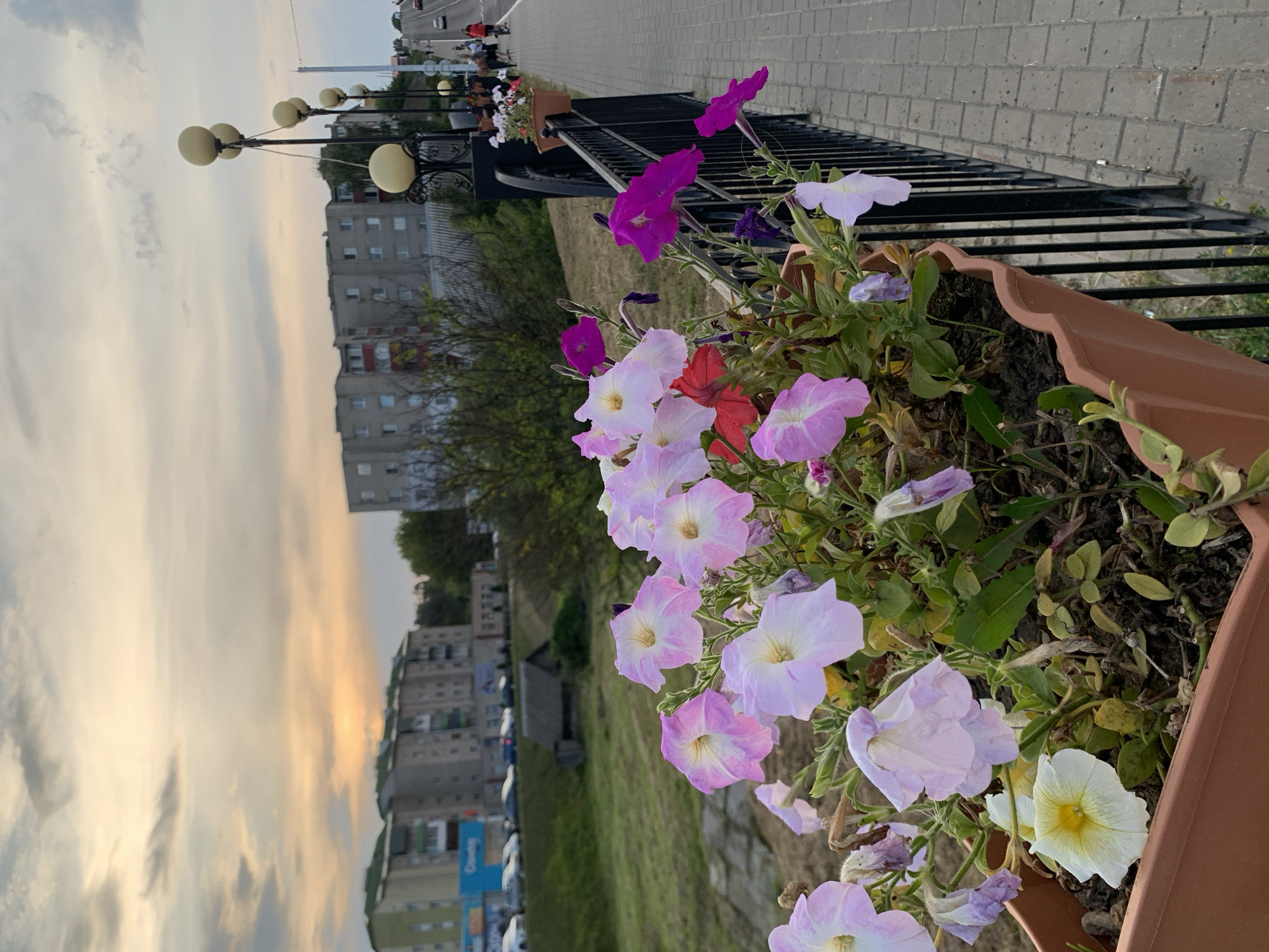 In Kapyĺ, Belarus, an outdoor scene captures a view along a paved walkway bordered by a black metal fence. The walkway is elevated, suggesting it might be a bridge or a raised path. Several spherical streetlights on ornate posts line the walkway, casting a warm glow. In the foreground, a terracotta planter box overflows with blooming petunias in shades of pink, purple, and white, with one striking yellow and white bloom. The flowers are the primary subject, close-up and in focus. Beyond the planter, the walkway stretches into the distance, where a few people are visible walking. To the left of the walkway, a grassy slope descends to a lower level where cars are parked and a small, weathered wooden structure stands. In the background, apartment buildings rise, their facades gray and showing signs of age. The sky above is overcast with soft, diffused light, hinting at either dawn or dusk, with a faint orange glow on the horizon.