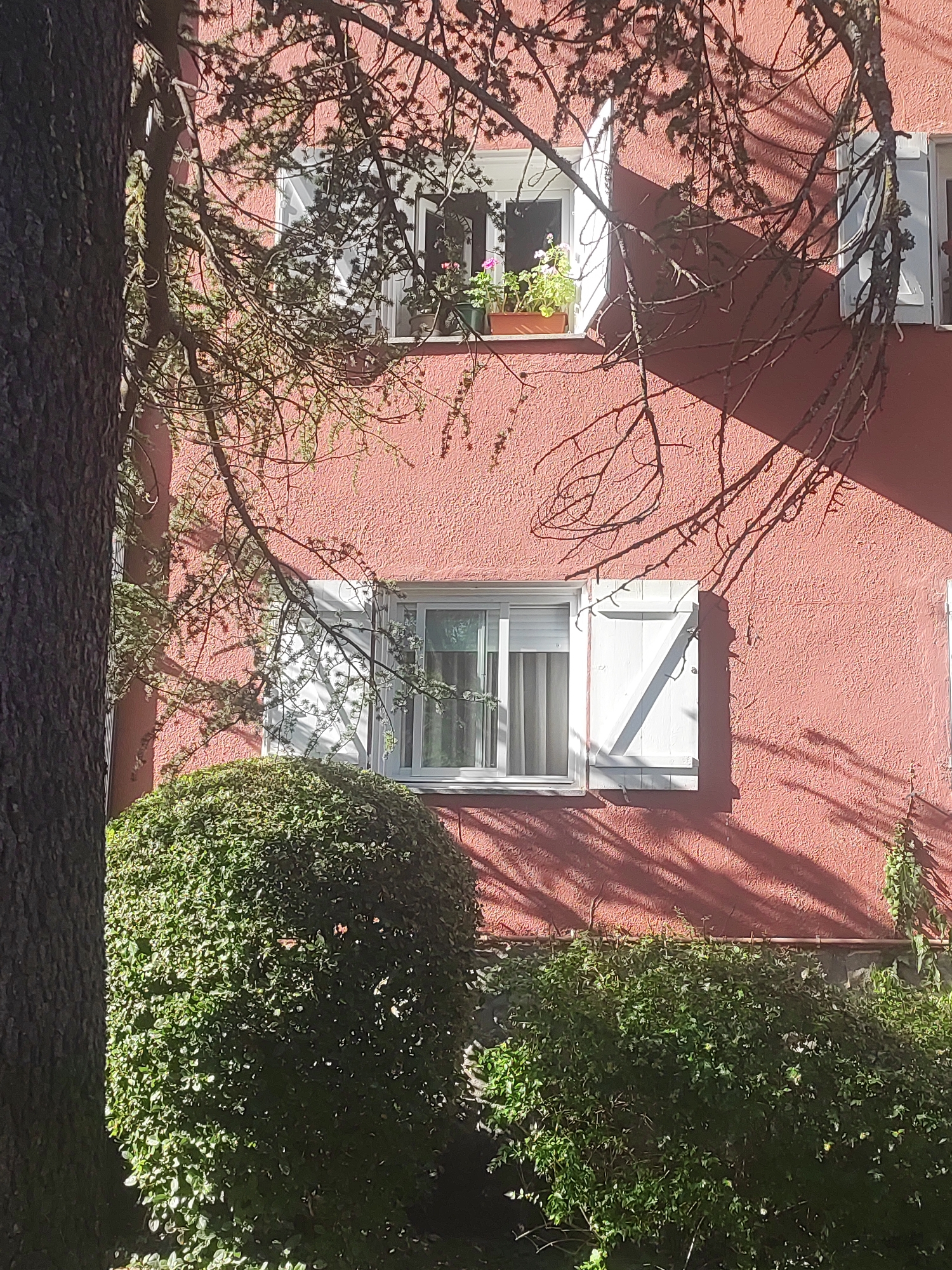 The image captures a section of a reddish-pink textured building facade. There are two windows visible. The left window has white shutters partially open, revealing a view of the interior. Above this window, on a ledge, sits a brown planter with small green plants and hints of pink flowers. The right window also has white shutters, one of which is closed. Shadows of tree branches are cast across the building. In the foreground, a dark tree trunk is visible on the left side of the frame. Below the windows, there are meticulously trimmed green bushes, one forming a rounded mound and another a more sprawling arrangement along a low wall. The overall scene suggests a residential building with well-maintained landscaping, bathed in sunlight. The provided context places this scene in San Ildefonso, Spain.