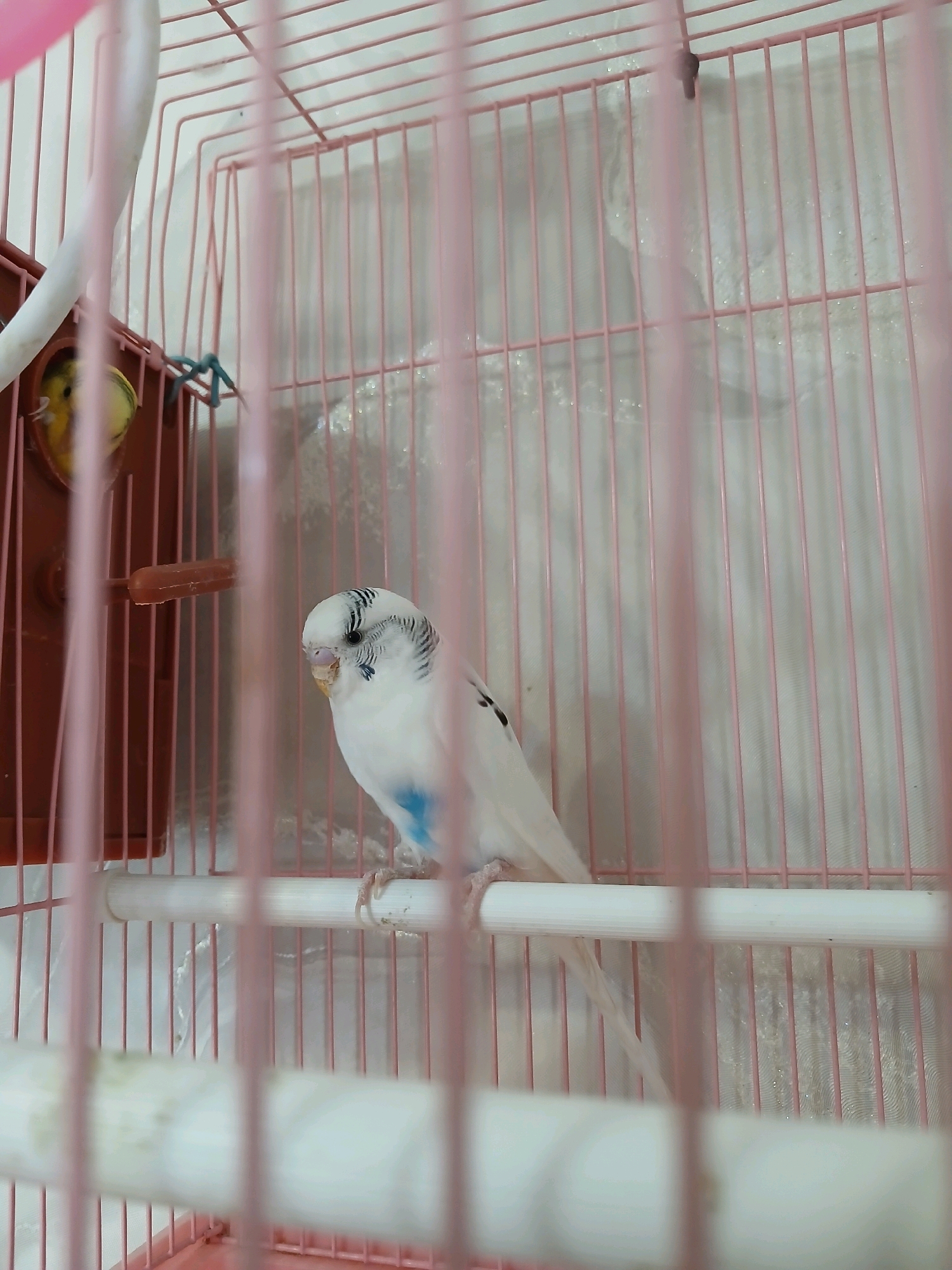 A white budgie with blue chest markings and black and white striped head feathers is perched on a white horizontal bar inside a pink cage. Another budgie, yellow and green, is partially visible inside a brown nesting box on the left side of the cage. The cage bars are thin and vertical with some horizontal bars as well. The background is a textured, light-colored wall. The image was taken in Zyazikov-Yurt, Russia.