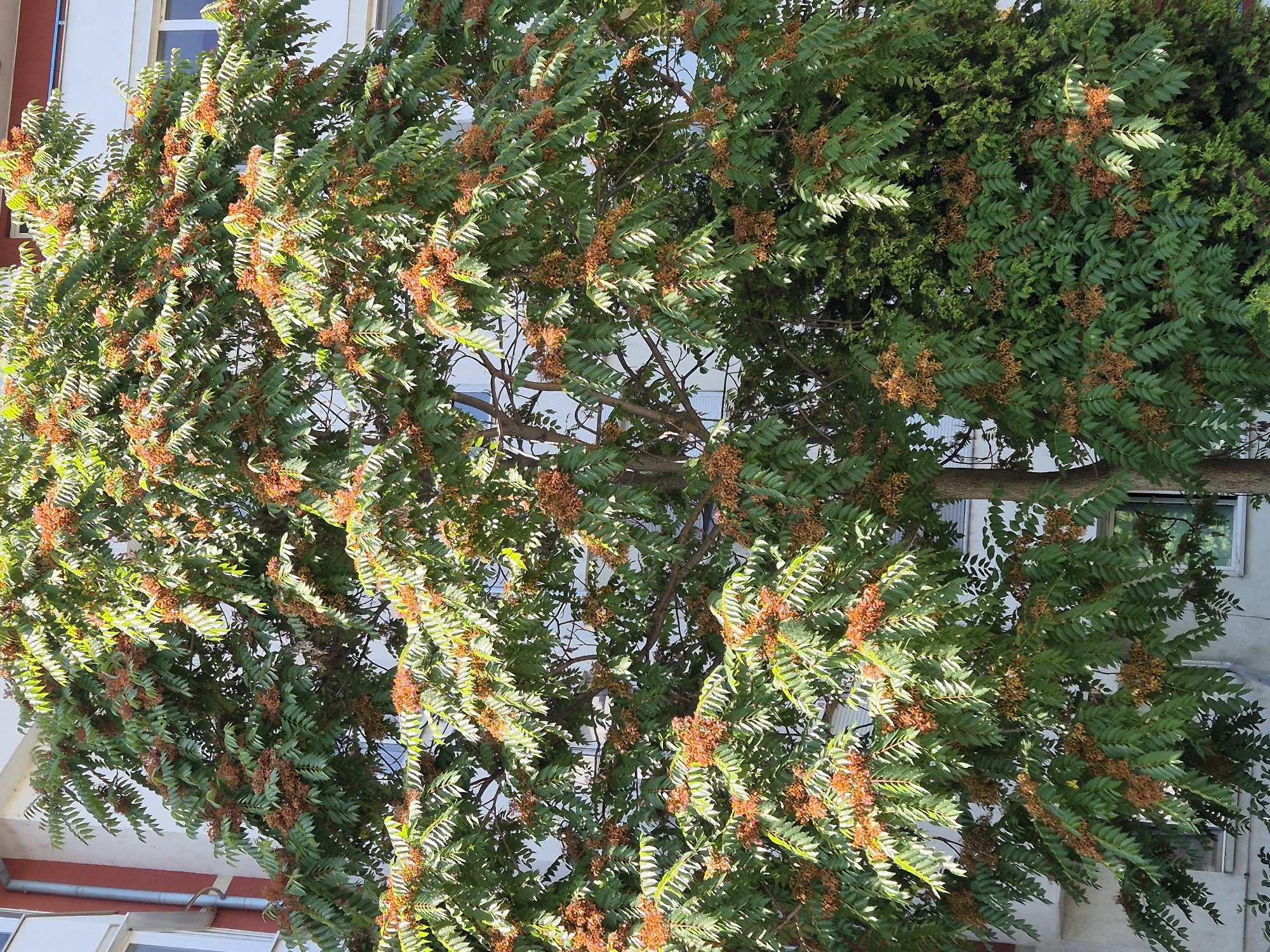 The image displays a tree with abundant green leaves and clusters of small, reddish-brown seed pods. The tree is situated in front of a building with white and reddish-colored walls, and visible windows. The sunlight is casting shadows, indicating an outdoor setting during the daytime. No people or animals are present in the frame. The overall scene suggests an urban environment, likely a residential or commercial area.