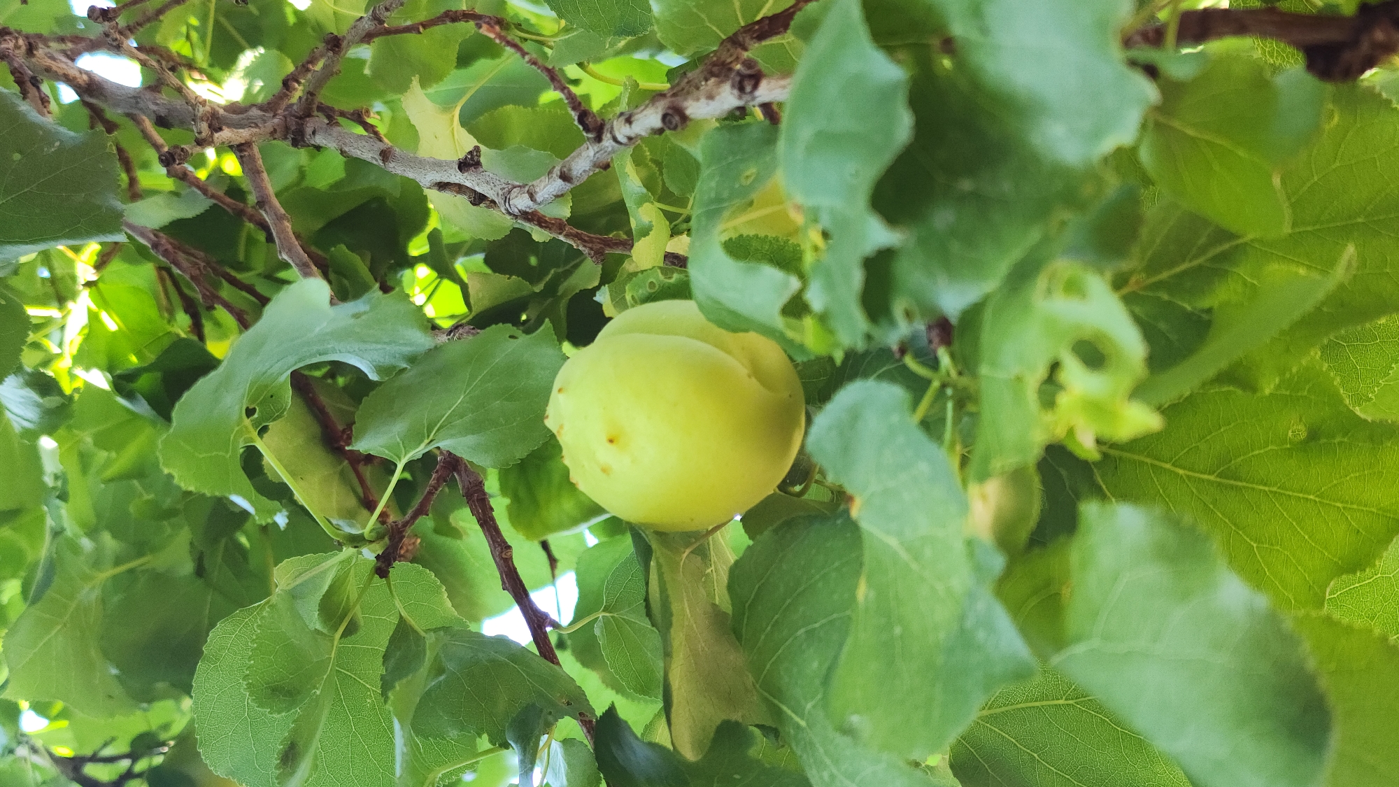 A close-up, vertical shot captures a light green apricot hanging from a tree branch amidst lush green leaves. The apricot, slightly round with a subtle indentation, shows a few small reddish-brown dots. The branches are thin and brown, with some small buds visible. The overall setting appears to be a garden or orchard in Baghramyan, Armenia, bathed in natural daylight.