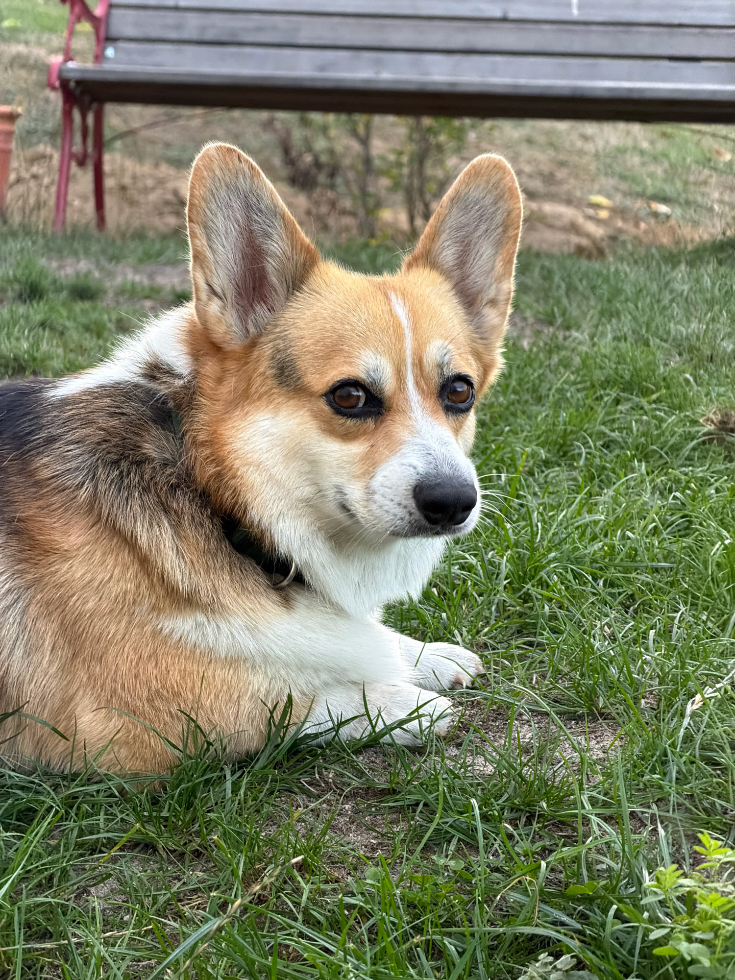 A Pembroke Welsh Corgi with tan, white, and black markings lies on a patch of green grass. The dog's head is turned to the right, with its ears perked up and its dark eyes looking forward. In the background, a portion of a wooden park bench with red metal legs is visible. The scene appears to be outdoors in a park or yard setting. The lighting suggests it is daytime. The location is not specified to be Gangloff, Germany.