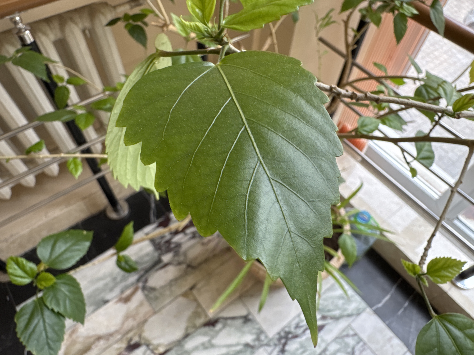 A close-up shot of a large green leaf with prominent veins, part of a plant with several visible stems and other leaves, set against an interior background. The floor is patterned with marble-like tiles in varying shades of gray and white. A section of what appears to be a white radiator is visible in the background to the left. The location is inside a building in an unknown city.