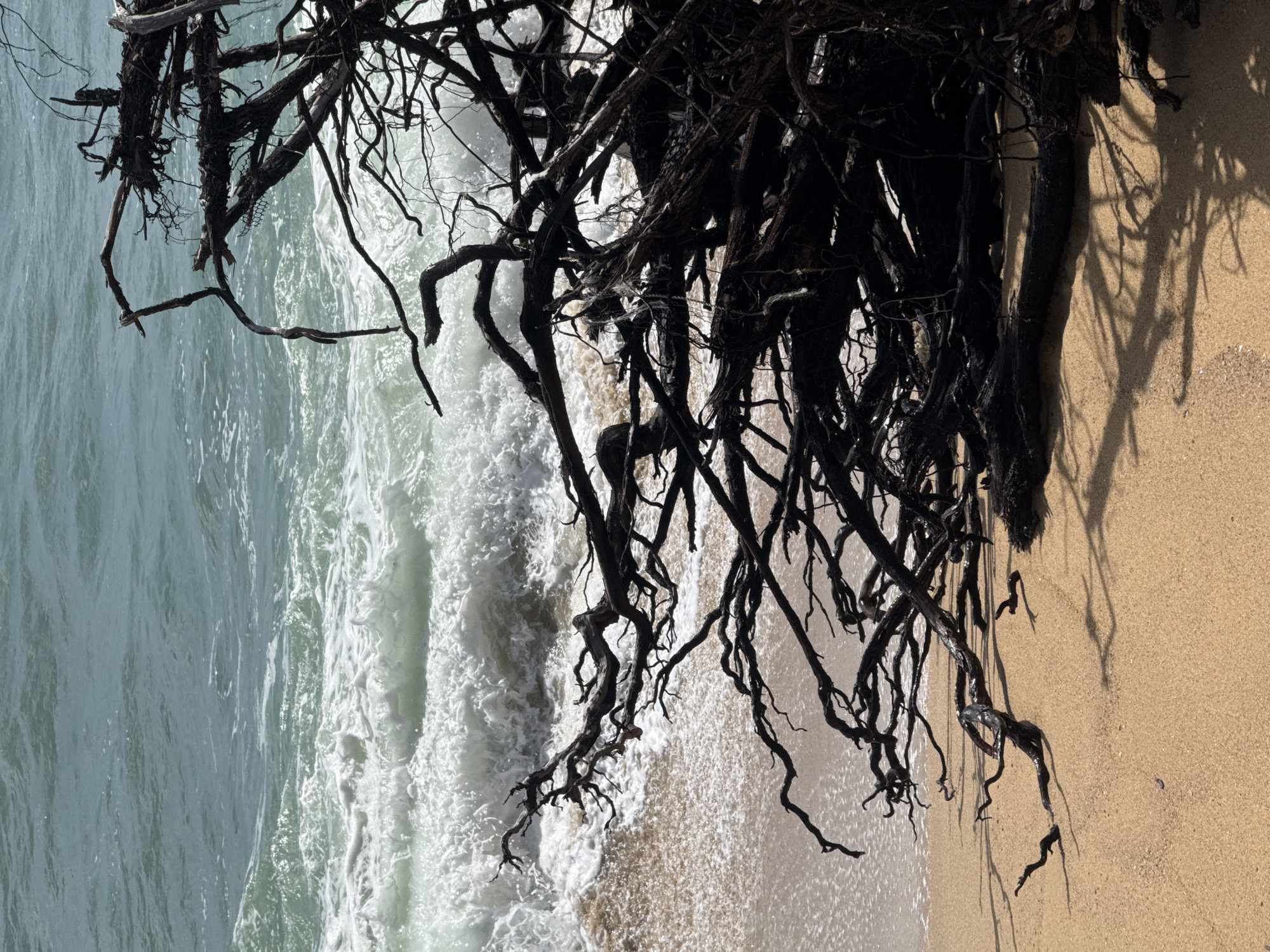 The image depicts a close-up view of dark, tangled driftwood and tree roots resting on a sandy beach. The ocean waves, appearing greenish-blue and foamy, crash onto the shore in the background, creating a stark contrast with the dark wood. The sand is a light tan color and appears wet near the water's edge. Shadows cast by the driftwood are visible on the sand, indicating a sunny day. The scene is devoid of any people. The overall impression is one of natural erosion and the raw beauty of coastal elements. This scene is likely from Ban Tha Chat Chai, Thailand, a coastal area known for its beaches and proximity to the sea.