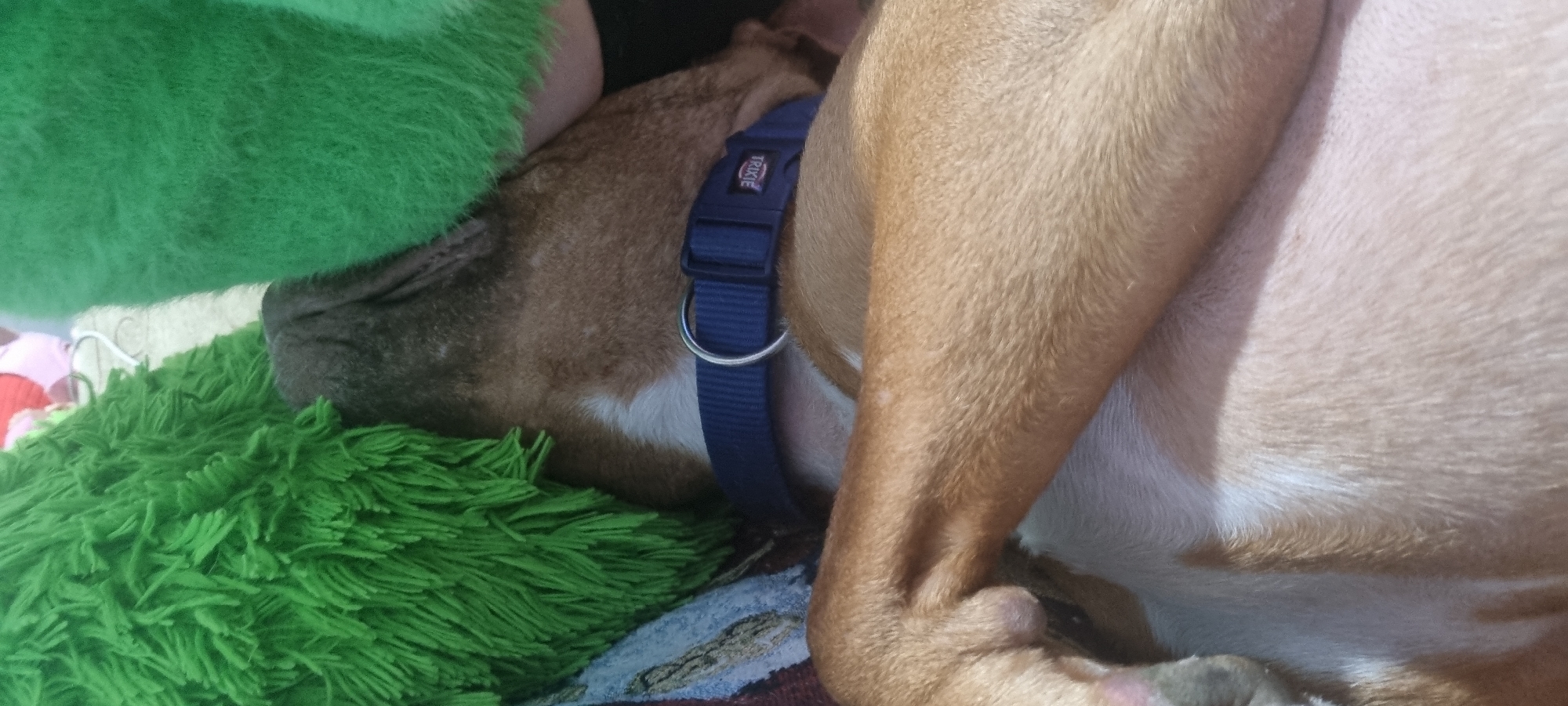 A tan and white dog is lying down, asleep. The dog is wearing a blue harness. A green plush toy is next to the dog's head. The dog is lying on a patterned blanket. The location is unknown.