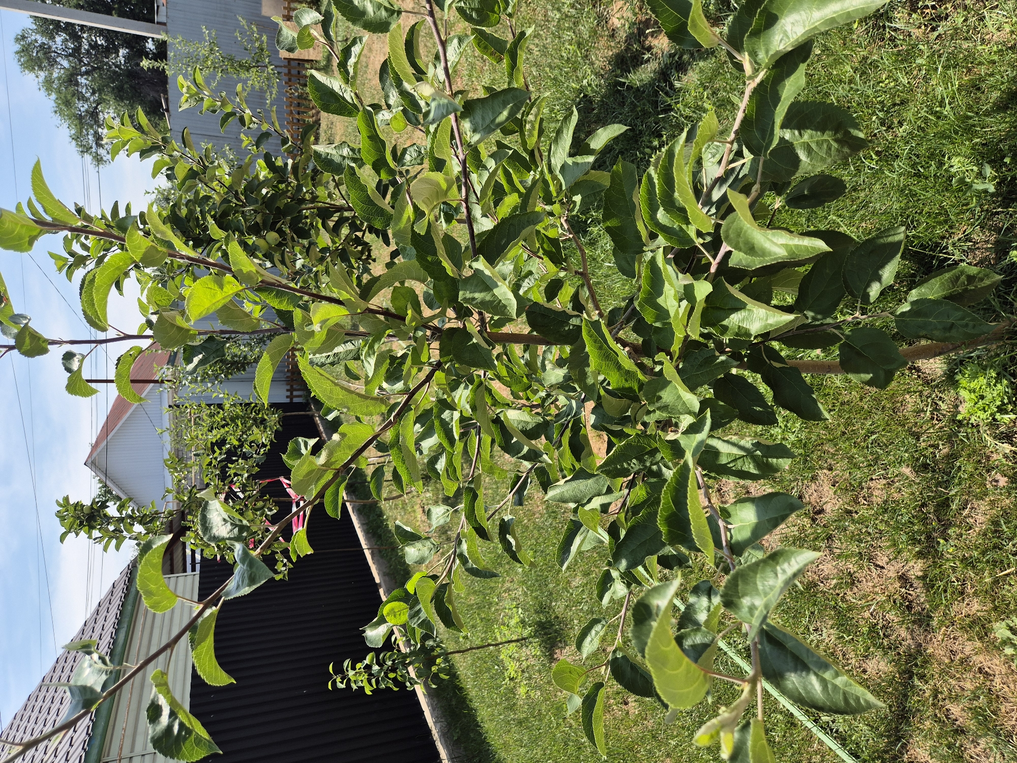 This is a medium-shot, eye-level, outdoor photograph taken on a sunny day in the city of Taldykorgan, Kazakhstan. The primary subject is a young, leafy tree with a thin trunk, positioned slightly off-center to the right. The tree has multiple branches covered in vibrant green leaves, some of which show signs of wilting or discoloration. There are at least two small, green, undeveloped fruits visible on the tree, suggesting it is an apple tree. The tree is situated on a lawn of short, green grass, with some patches of dry, brown grass visible.
In the background, a dark, corrugated metal fence runs horizontally across the left side of the frame. Behind the fence, a residential building with a dark, sloped roof and white siding is visible. Further back, another residential building with a red-tiled roof and white walls can be seen. Beyond the buildings, a light-colored, metal fence and a few scattered trees are present, with a light blue sky overhead. A thin, green hose is visible on the ground in the lower left corner of the image. The overall environment appears to be a residential backyard.