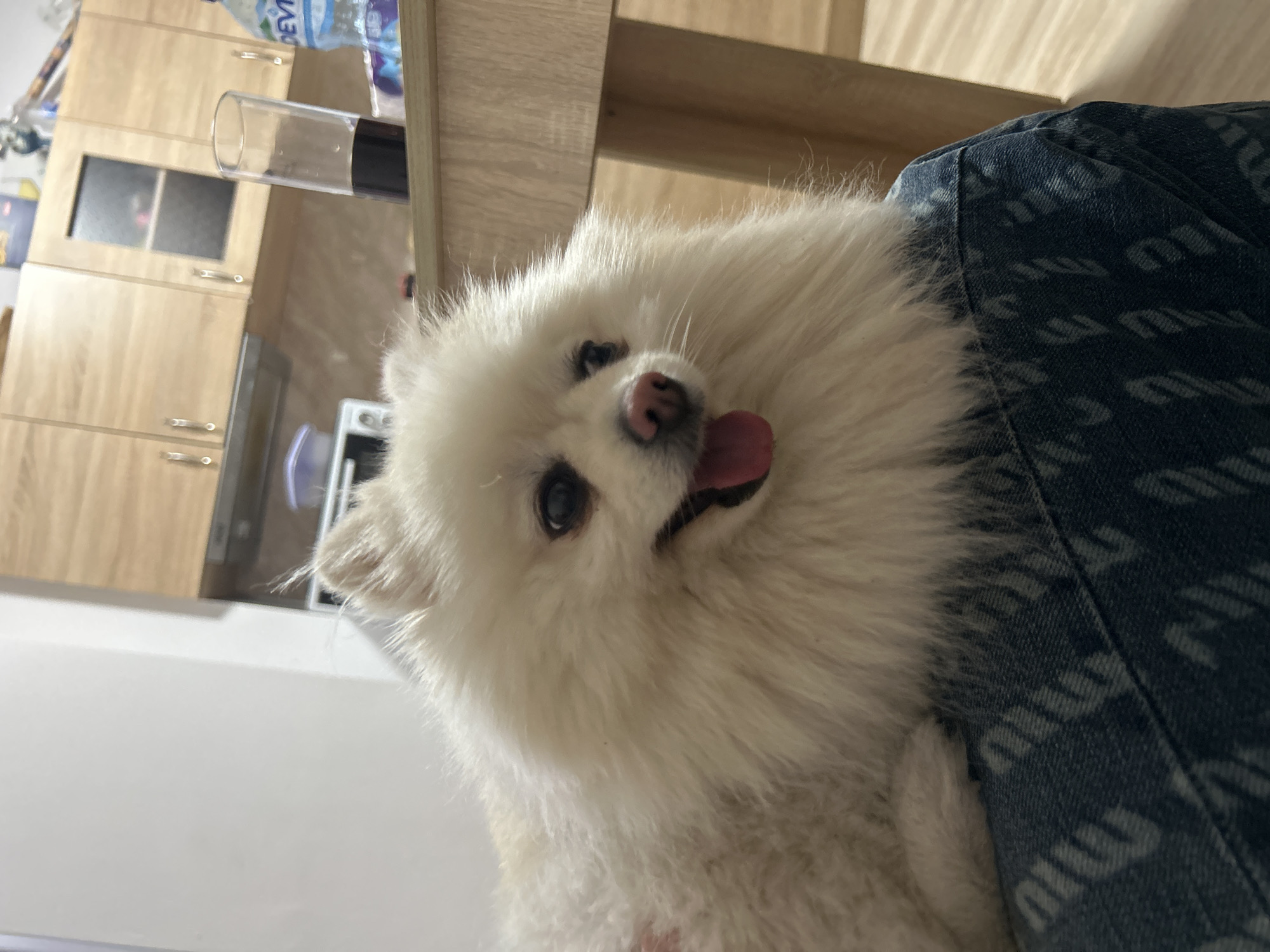 A fluffy, white Pomeranian dog with its tongue out is lying on a denim surface. The dog's fur is long and voluminous, obscuring much of its body. Its eyes are dark and alert, and its nose is a soft pink. The denim surface appears to be part of clothing, possibly a jacket, with a subtle pattern visible. In the background, a kitchen environment is partially visible, with wooden cabinets and a wooden table. A glass of dark liquid and a bottle of water are present on the table. The floor is wooden. The scene appears to be indoors, likely in a residential kitchen. No specific location in Varna, Bulgaria can be determined from the image.