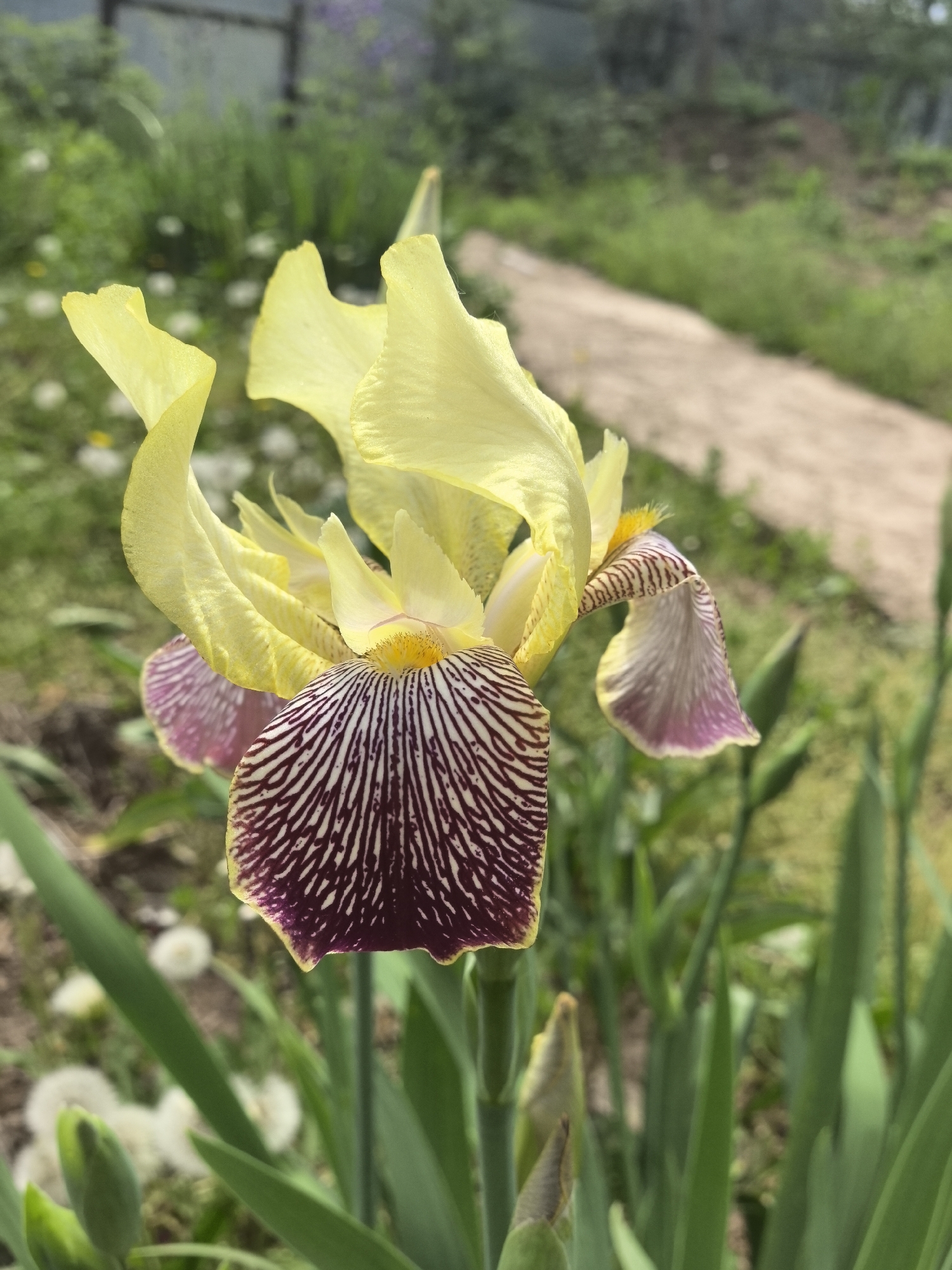 The image depicts a close-up of an iris flower in a garden setting. The flower is predominantly yellow with purple and white striped petals. It is surrounded by green leaves and stems. In the blurred background, a pathway can be seen, along with other plants and greenery. There is no verifiable evidence to associate this image with the city of Noviy, Russia.