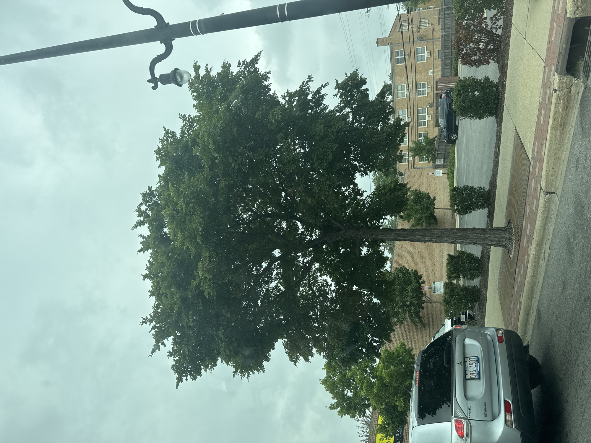 The image, captured on a cloudy day, depicts a street scene in Skokie, Illinois, United States of America. In the foreground, a silver SUV is parked at the curb. The vehicle has a license plate that reads "Illinois 096 1537". To the right of the SUV, a tree with a thick trunk and a full canopy of green leaves stands prominently. The sidewalk is paved with bricks. In the background, a brick building with multiple windows and air conditioning units is visible, as is a black SUV parked in a lot. A street light with a decorative arm and a glass lantern stands to the right of the large tree. The sky is overcast.
