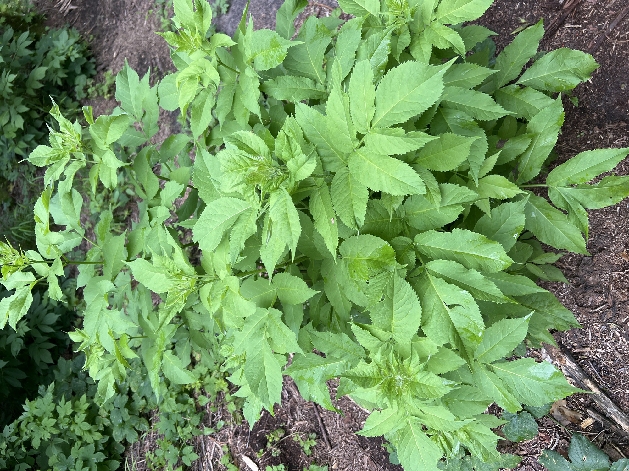 A close-up, eye-level shot captures a vibrant green plant with serrated leaves, set against a backdrop of darker foliage and brown mulch. The plant's leaves are numerous and appear somewhat wet, suggesting recent rain or watering. The ground is covered in a layer of organic mulch, with a few pieces of dead wood visible. The overall impression is one of lush growth in a natural or semi-natural outdoor setting.
